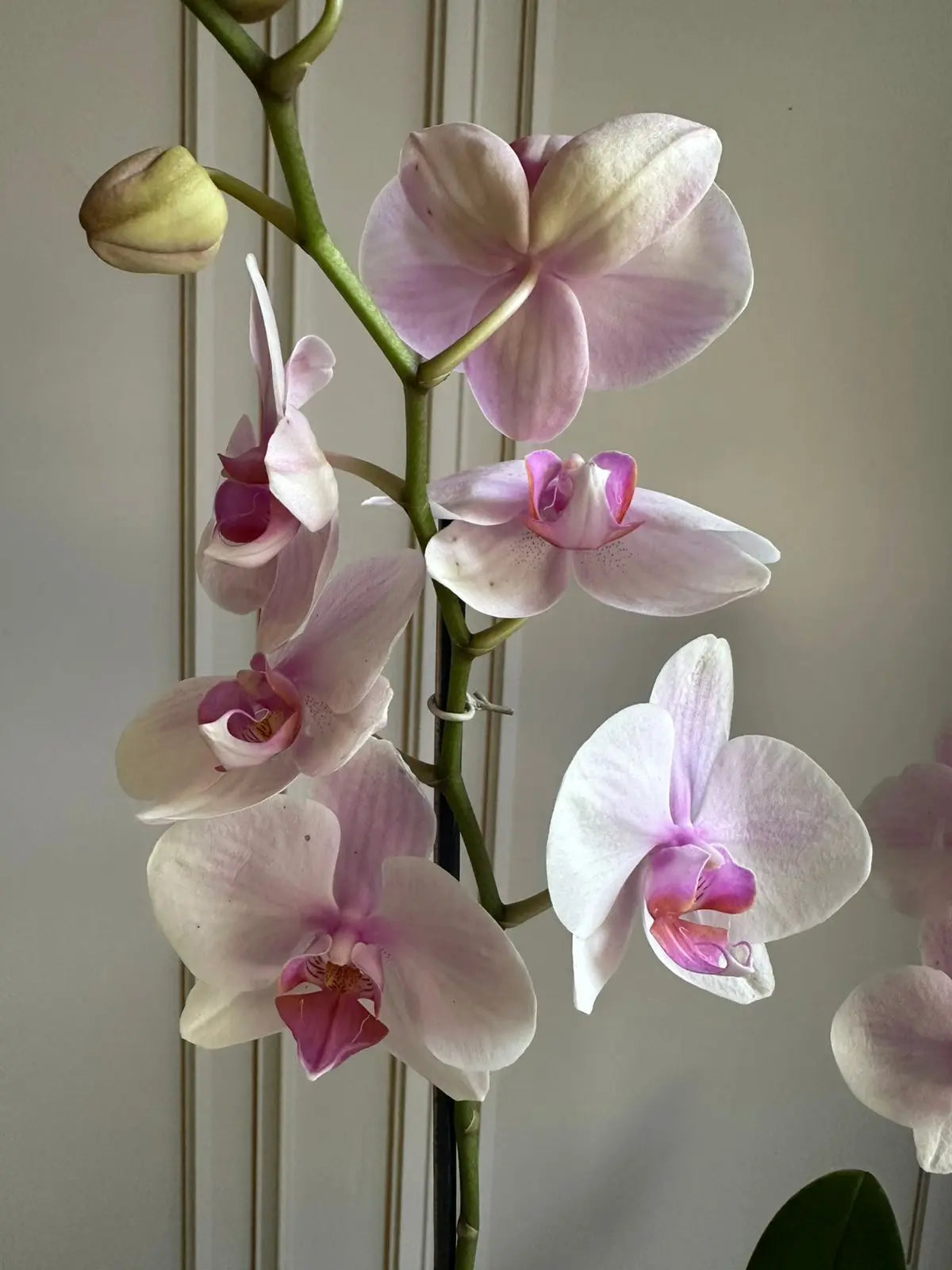 Phalaenopsis Pots (3 stems) Light Pink 1magnolialane