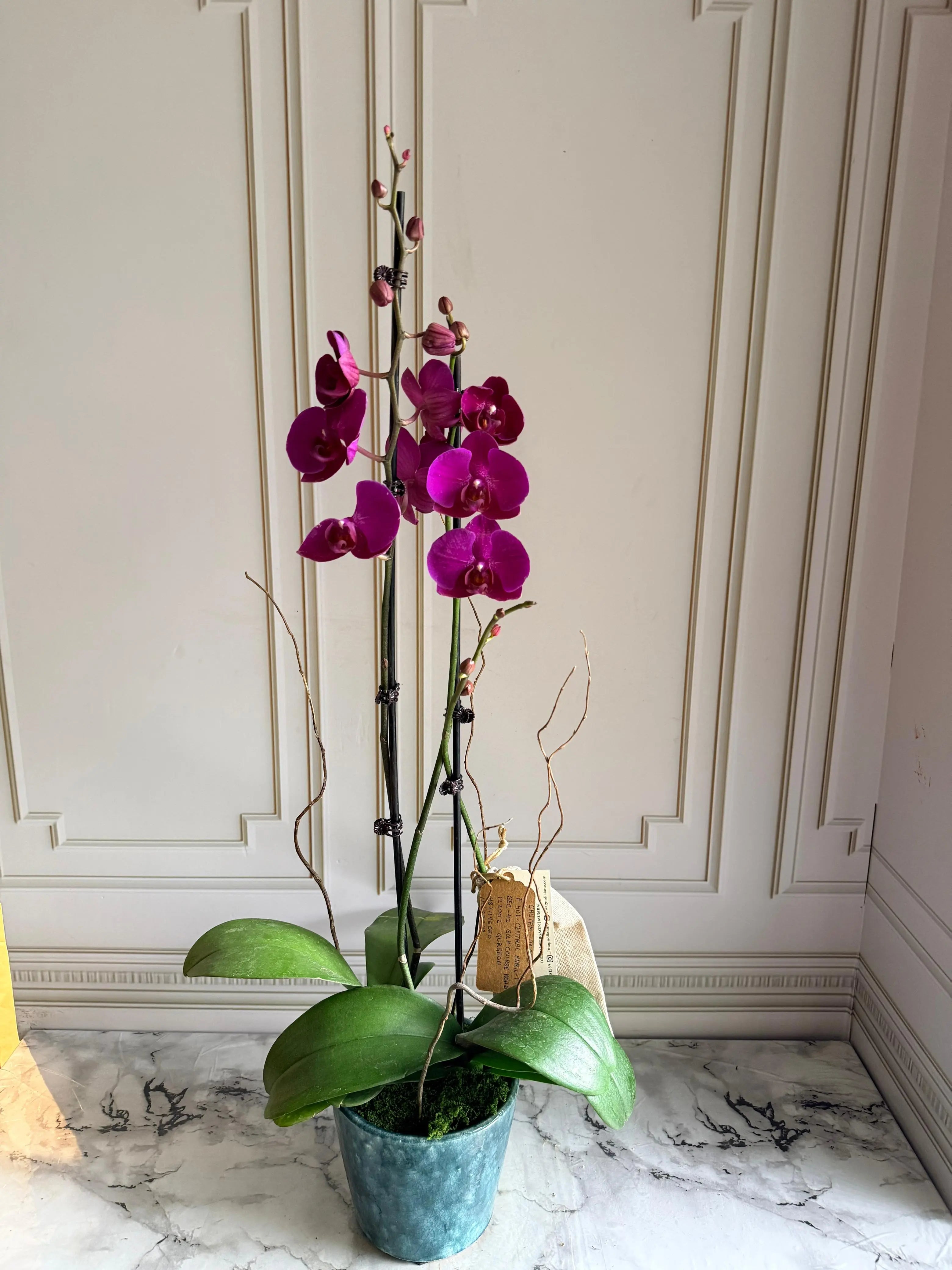 Phalaenopsis Plant - Dark Pink 1magnolialane