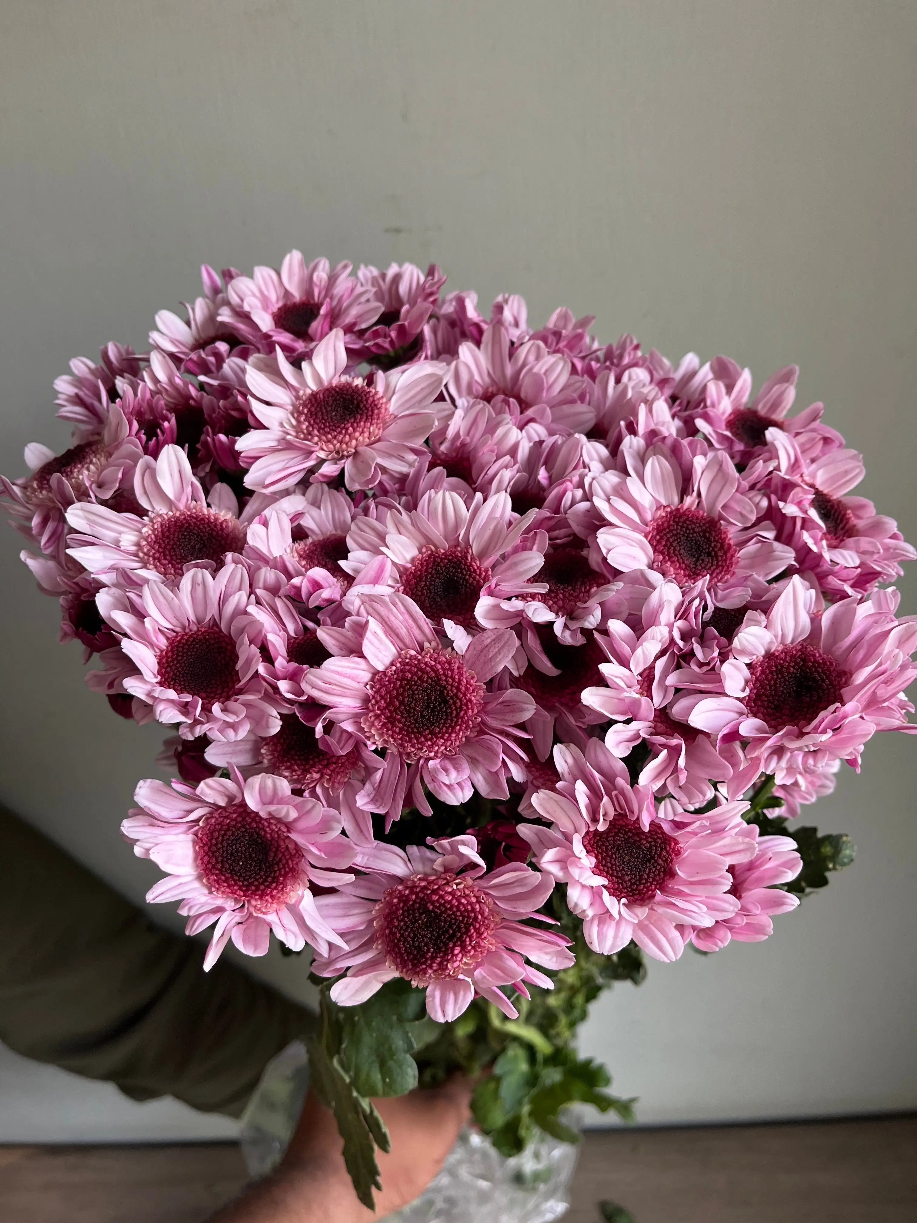 Chrysanthemum 1magnolialane