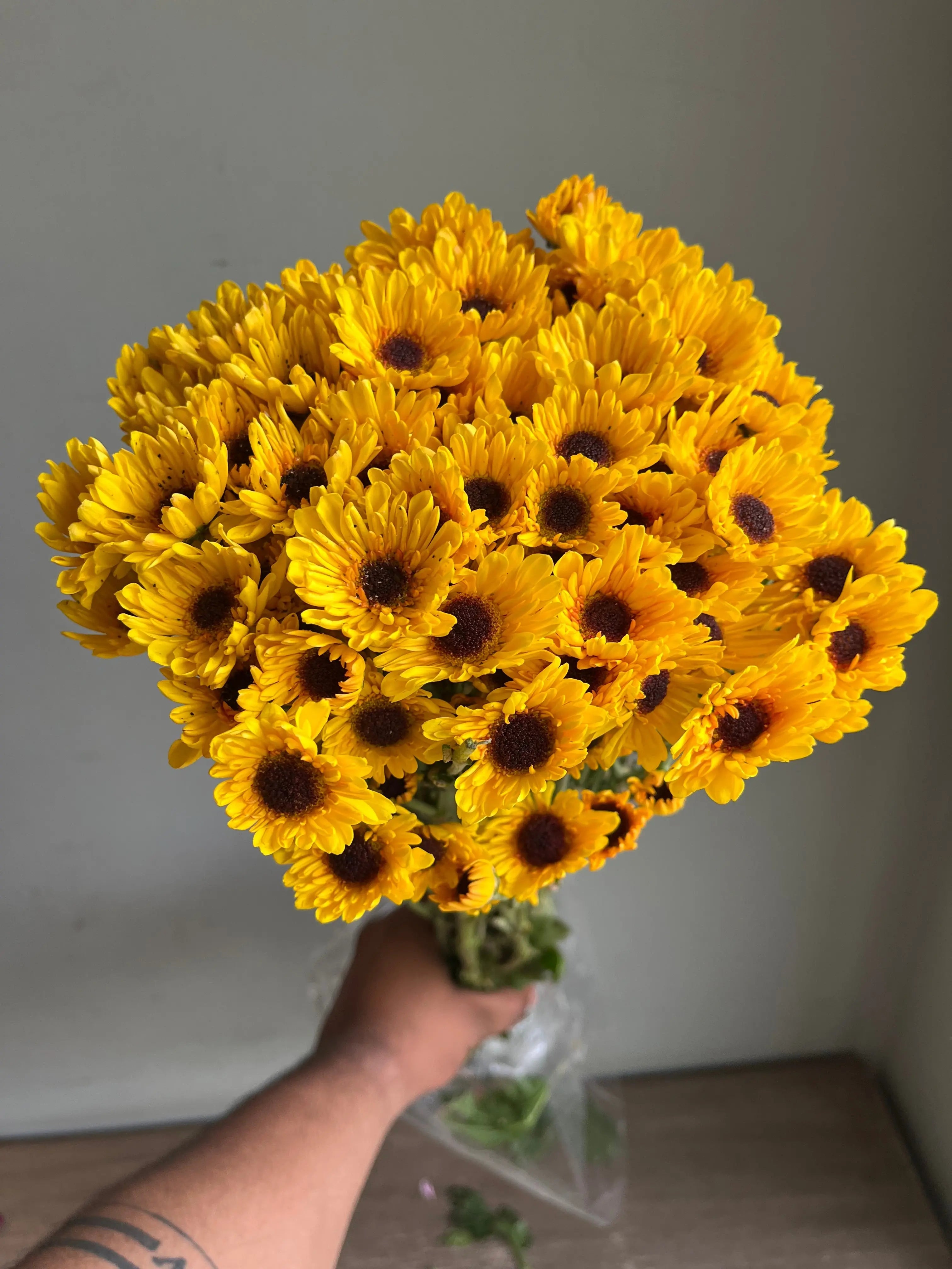 Chrysanthemum 1magnolialane