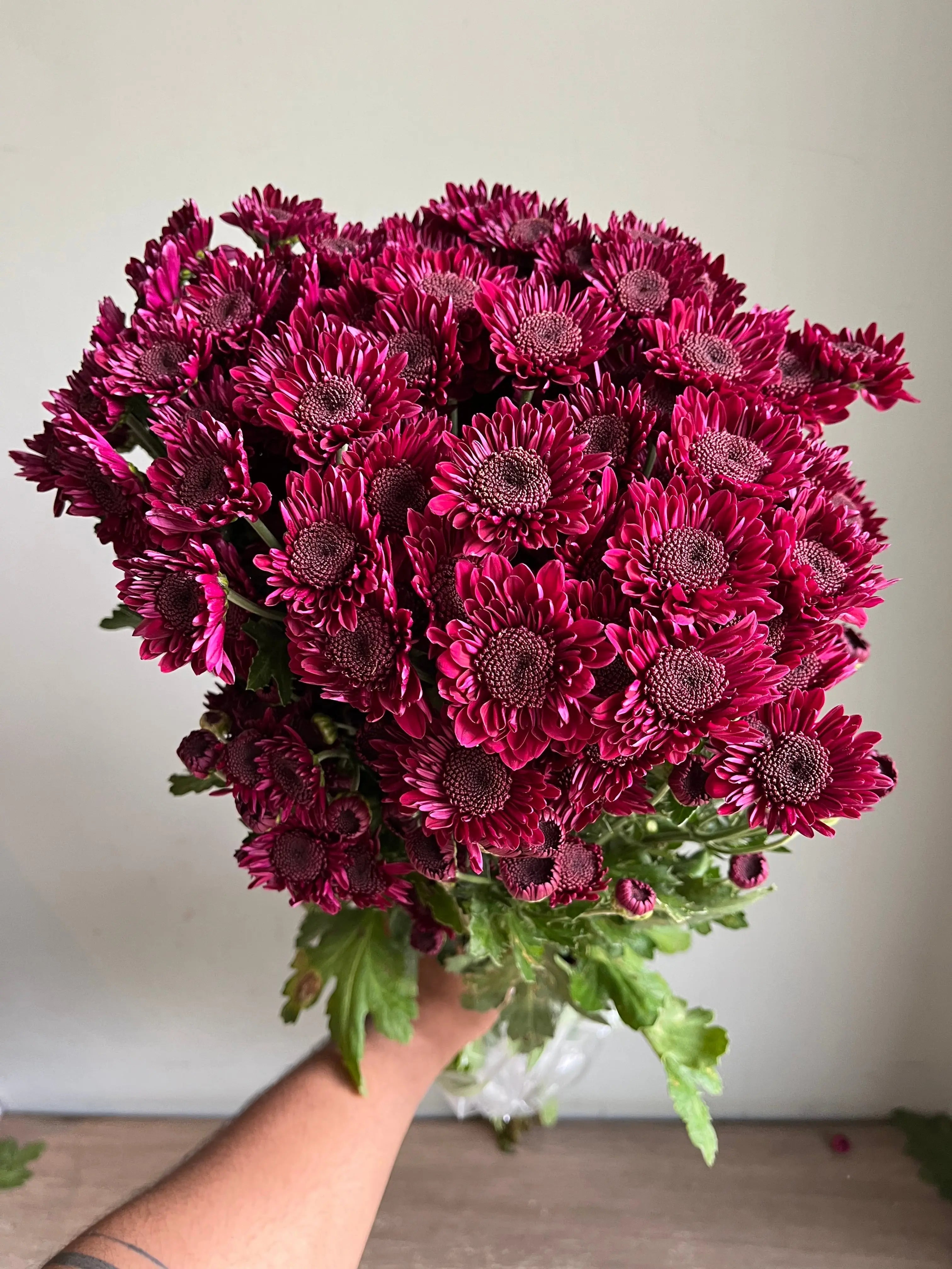 Chrysanthemum 1magnolialane
