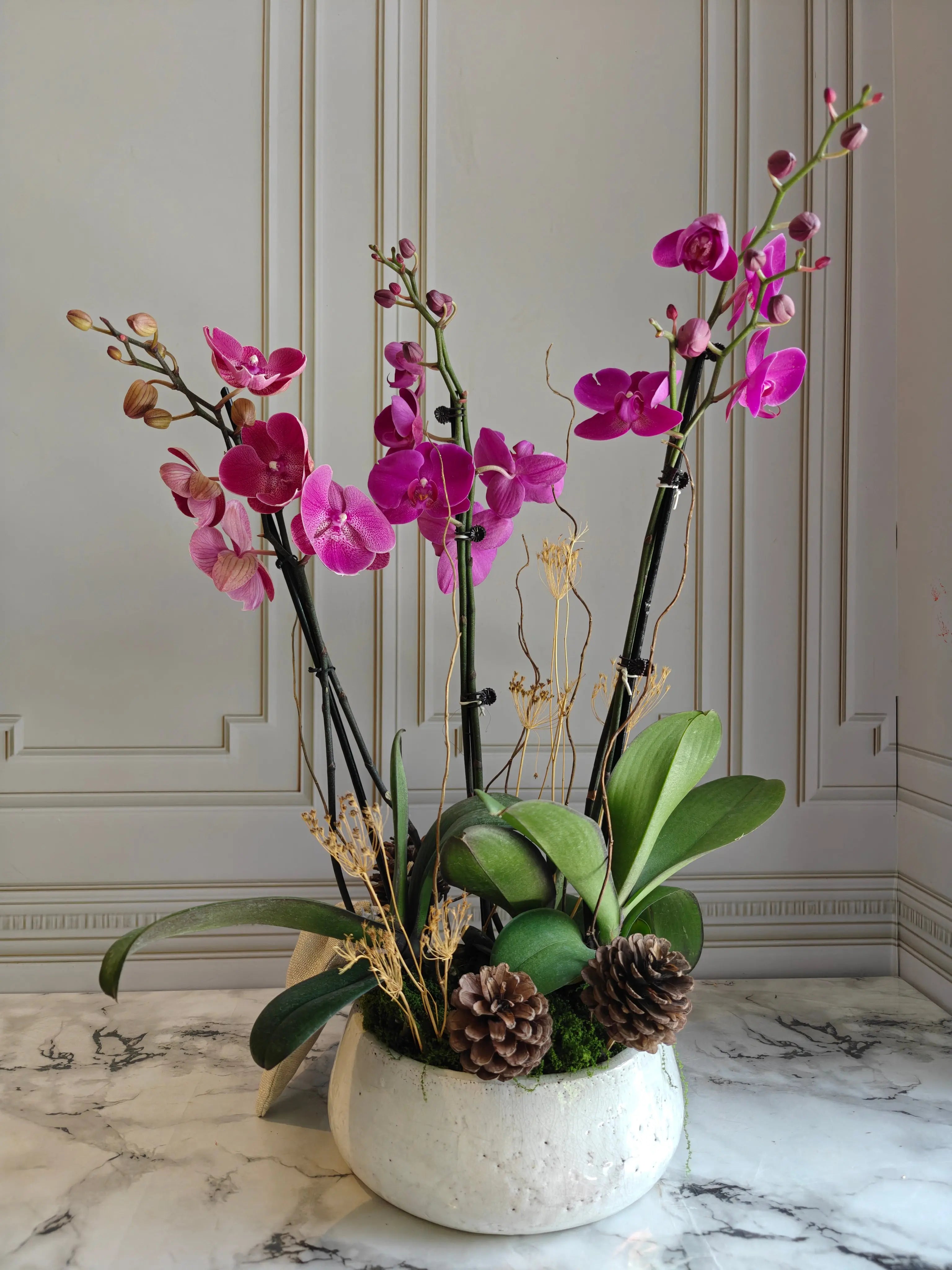 Phalaenopsis Plant - Dark Pink 1magnolialane