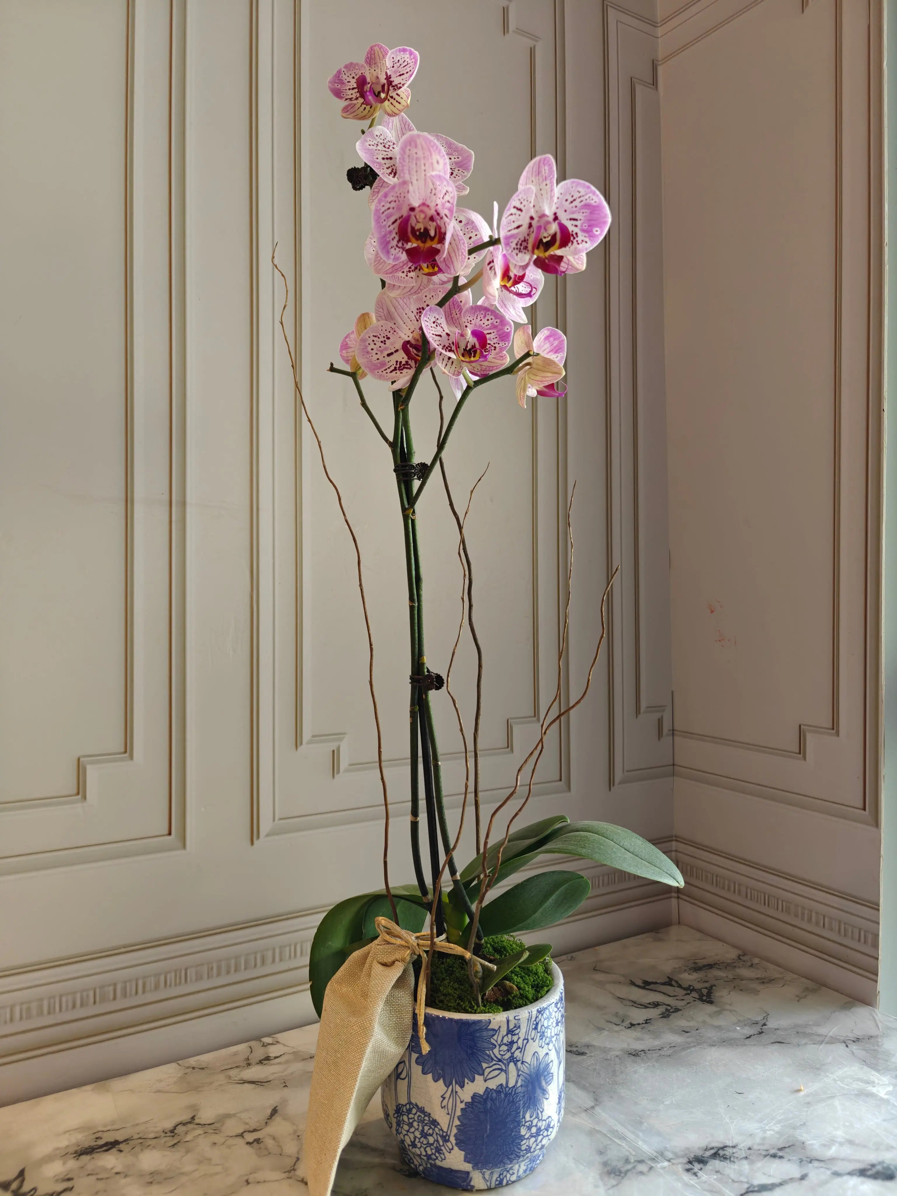 Phalaenopsis Plants - Pink Striped 1magnolialane