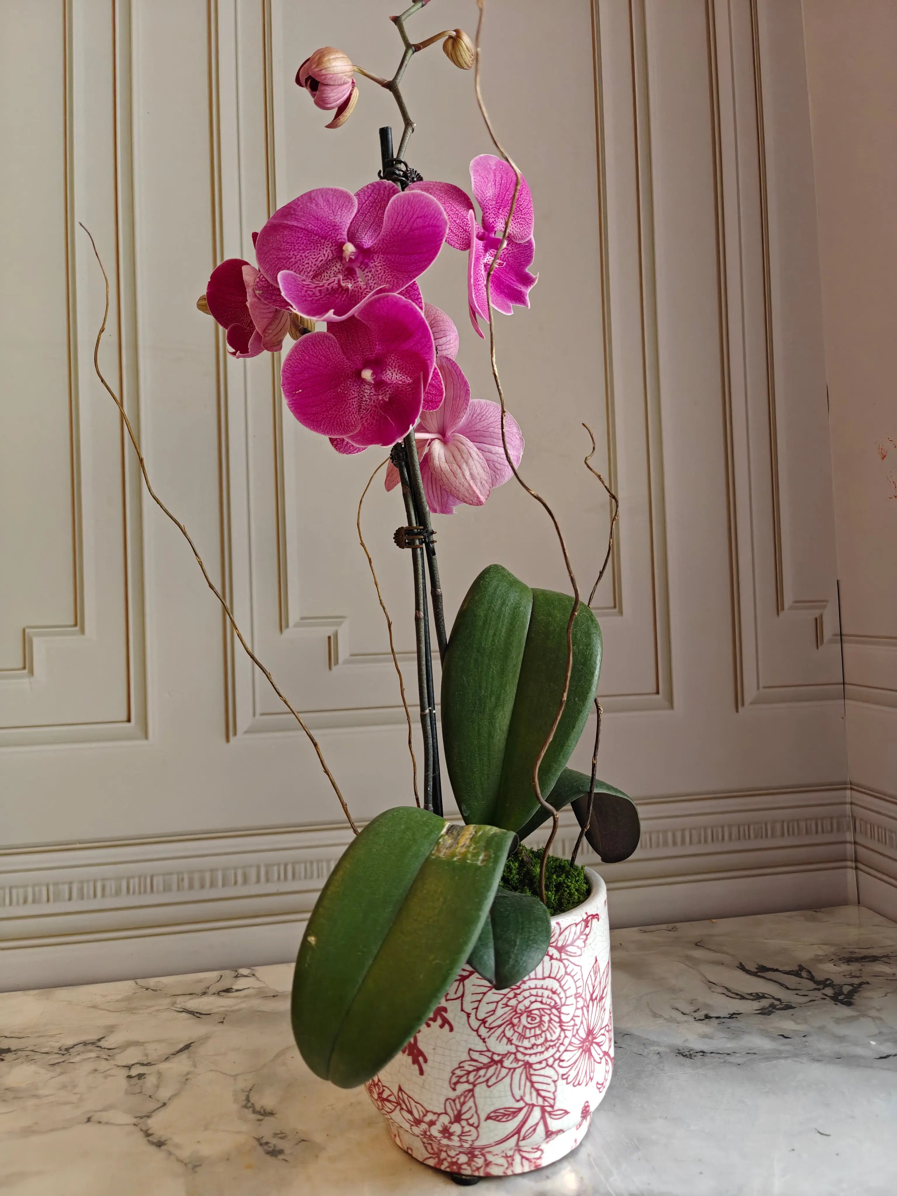 Phalaenopsis Plants - Light Pink 1magnolialane