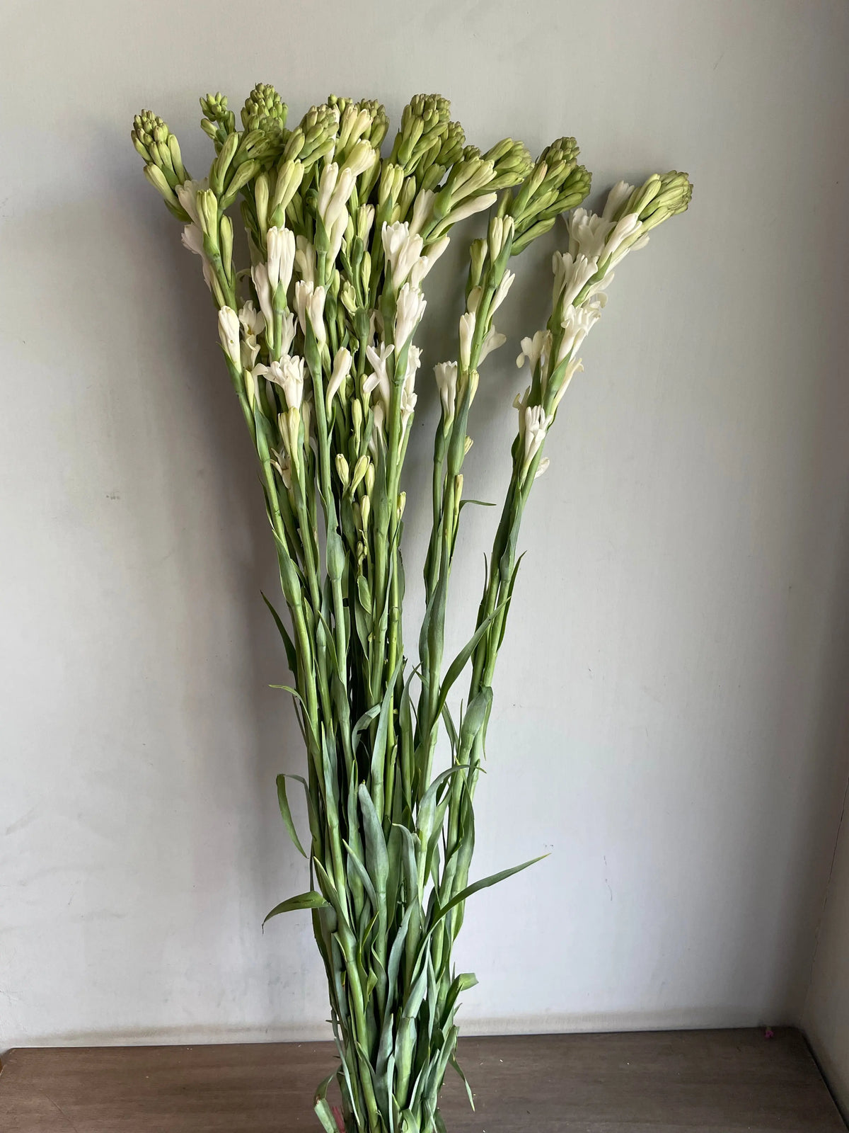 Tuberose 1magnolialane