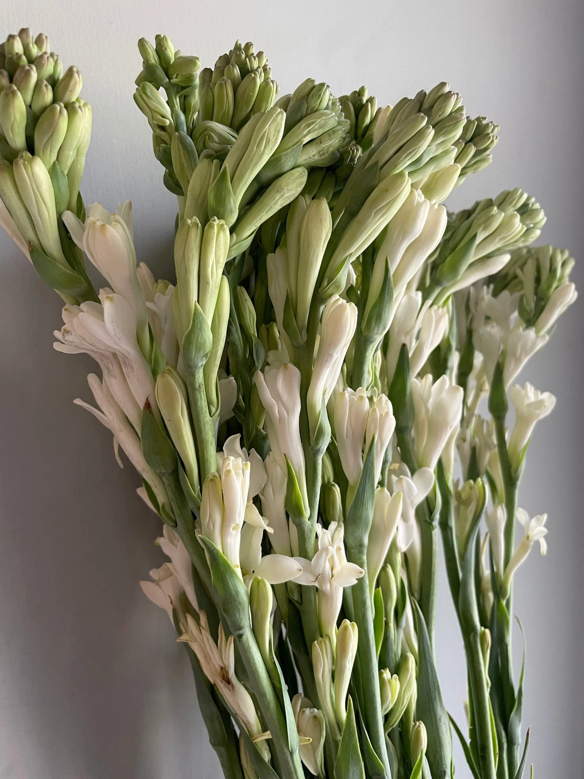 Tuberose 1magnolialane