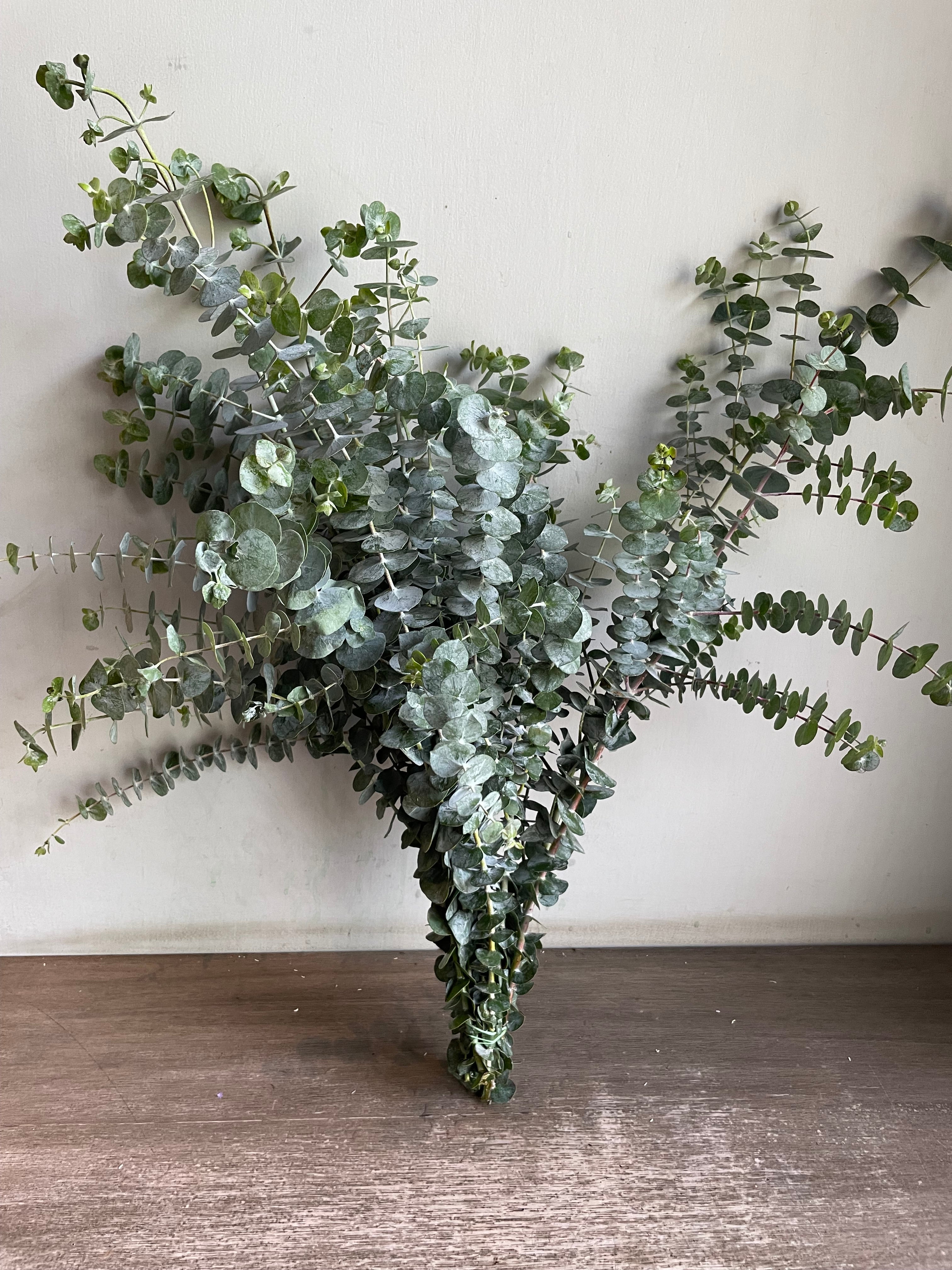 Eucalyptus 1magnolialane