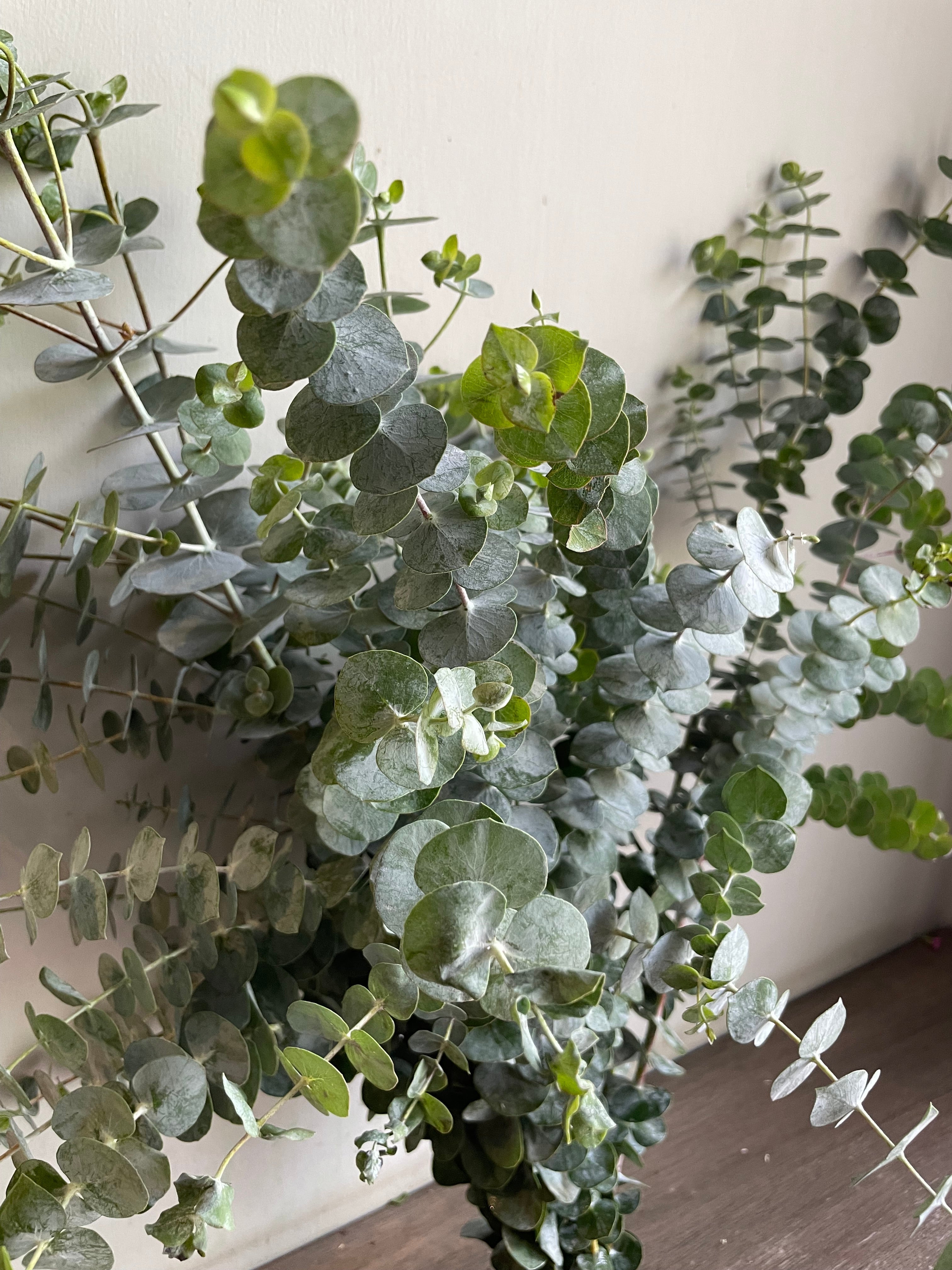 Eucalyptus 1magnolialane