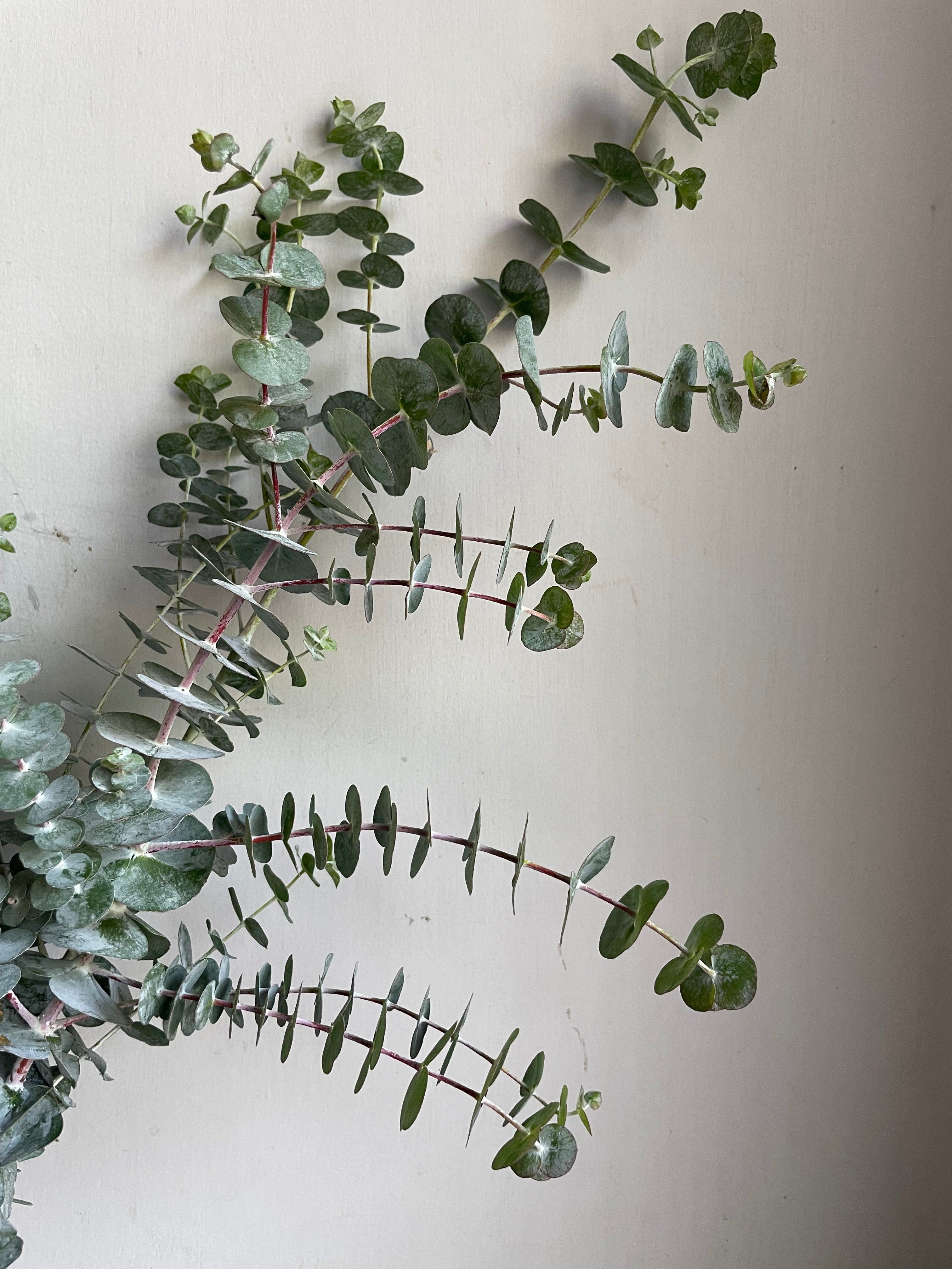 Eucalyptus 1magnolialane