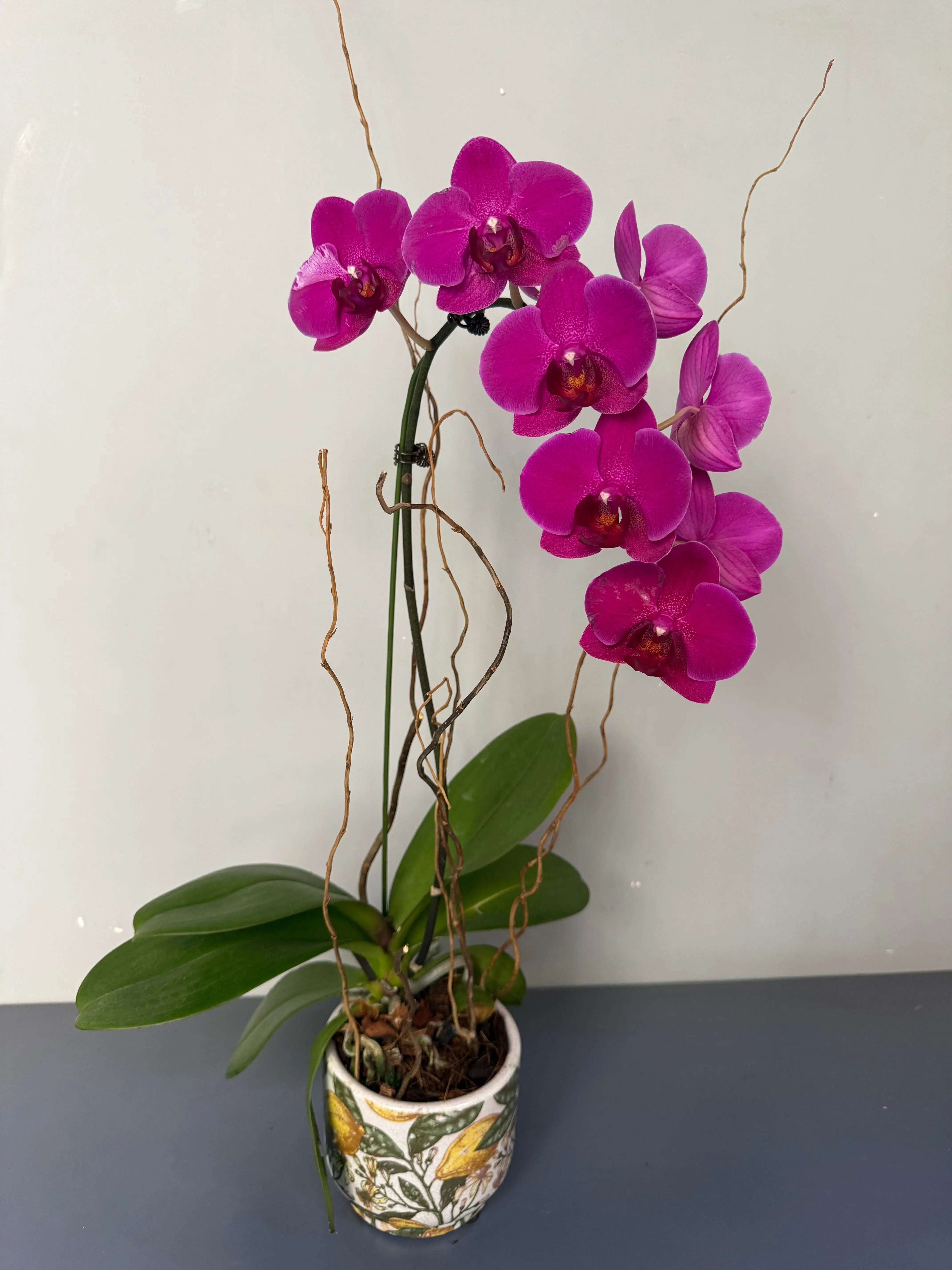 Phalaenopsis Plants - Pink 1magnolialane