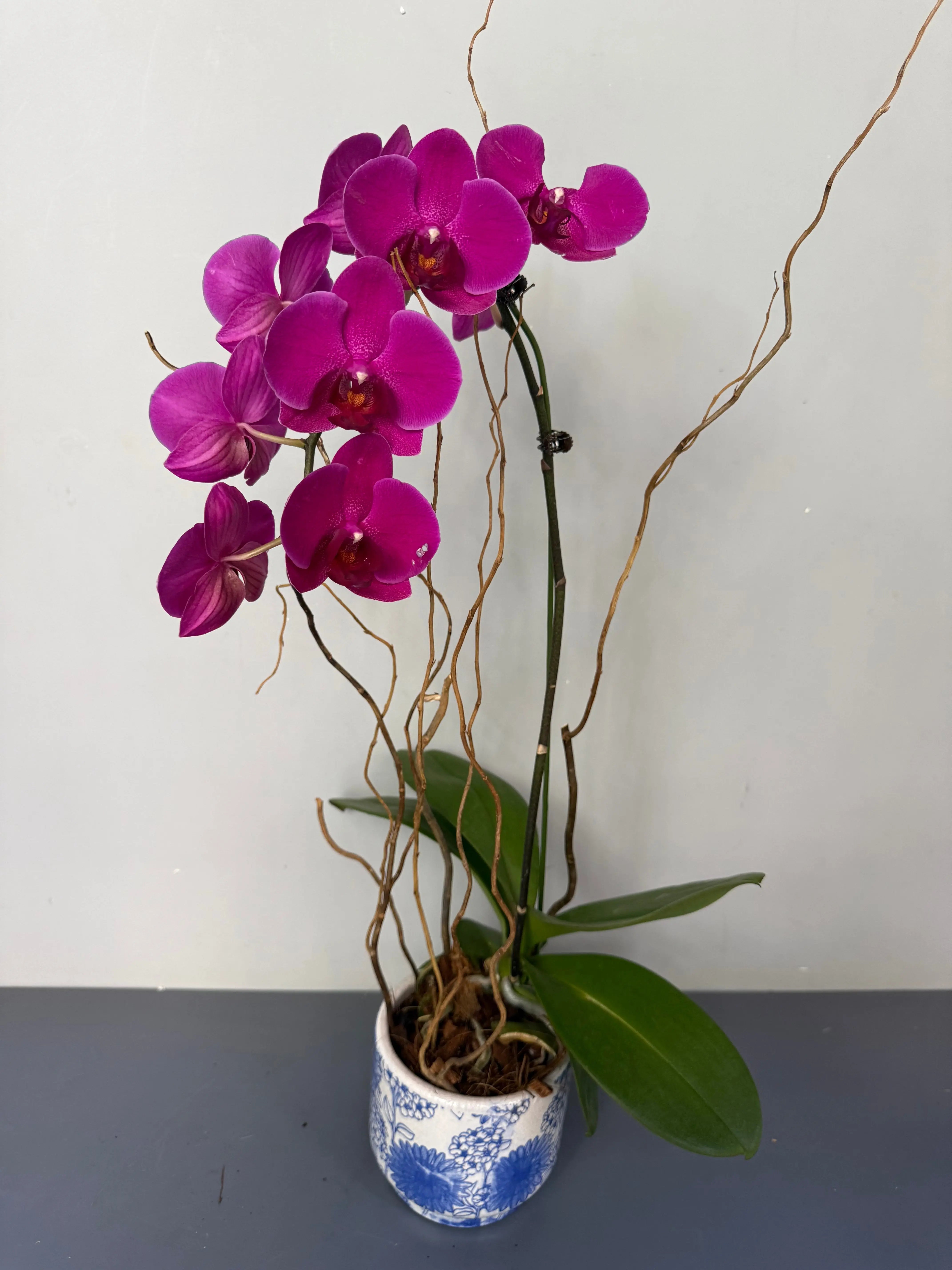 Phalaenopsis Plants - Pink 1magnolialane