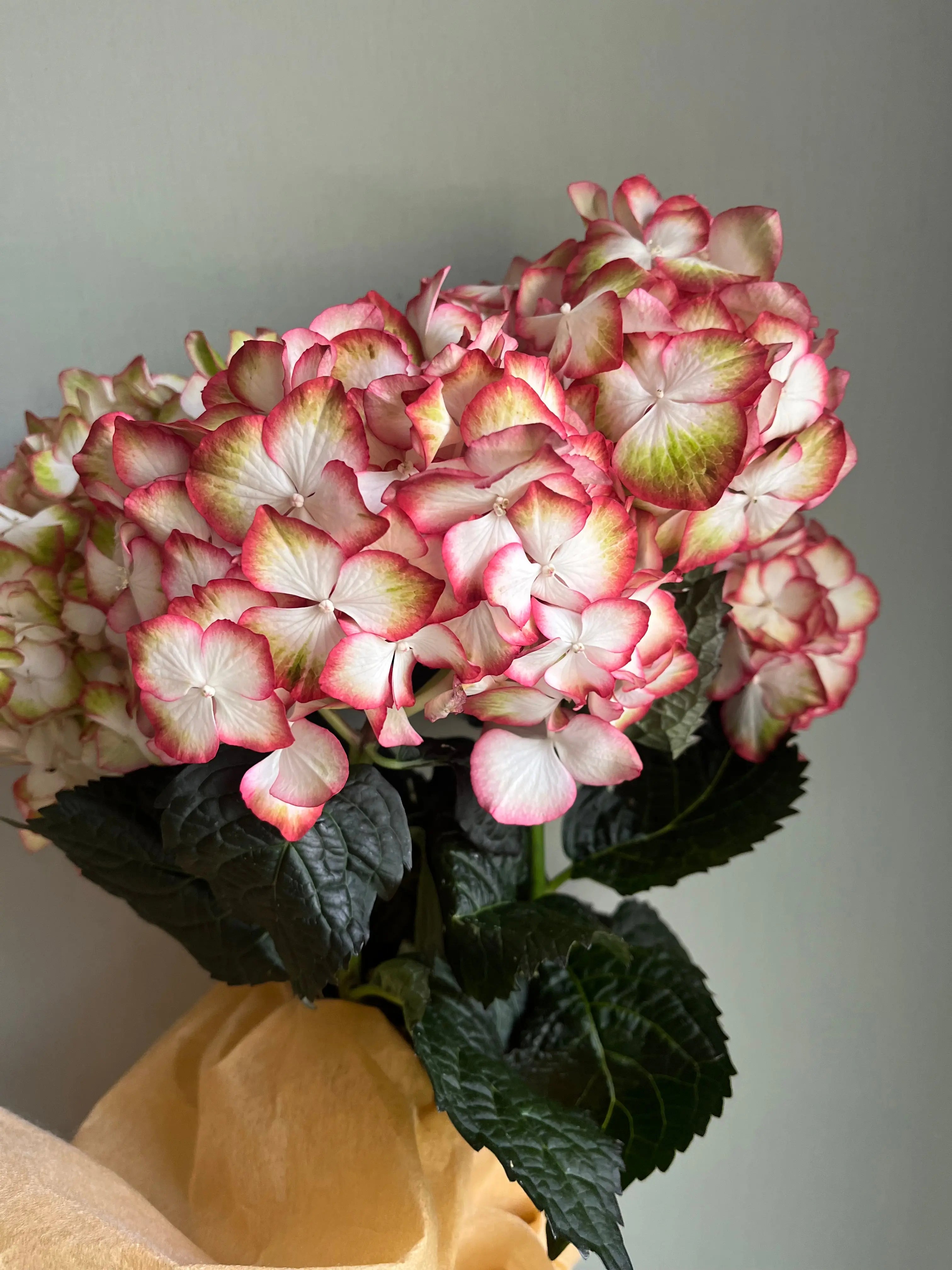 Hydrangea 1magnolialane