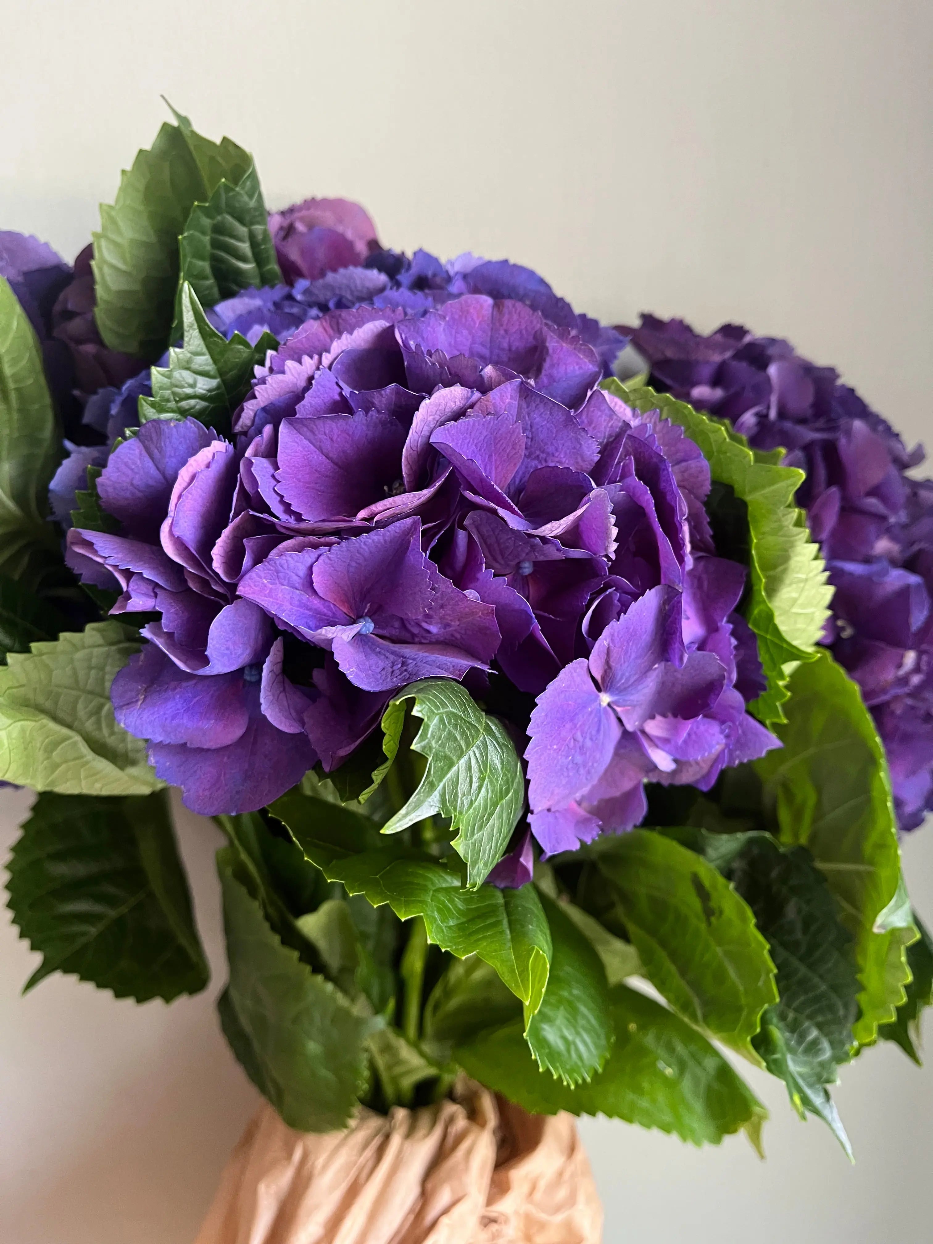 Hydrangea 1magnolialane