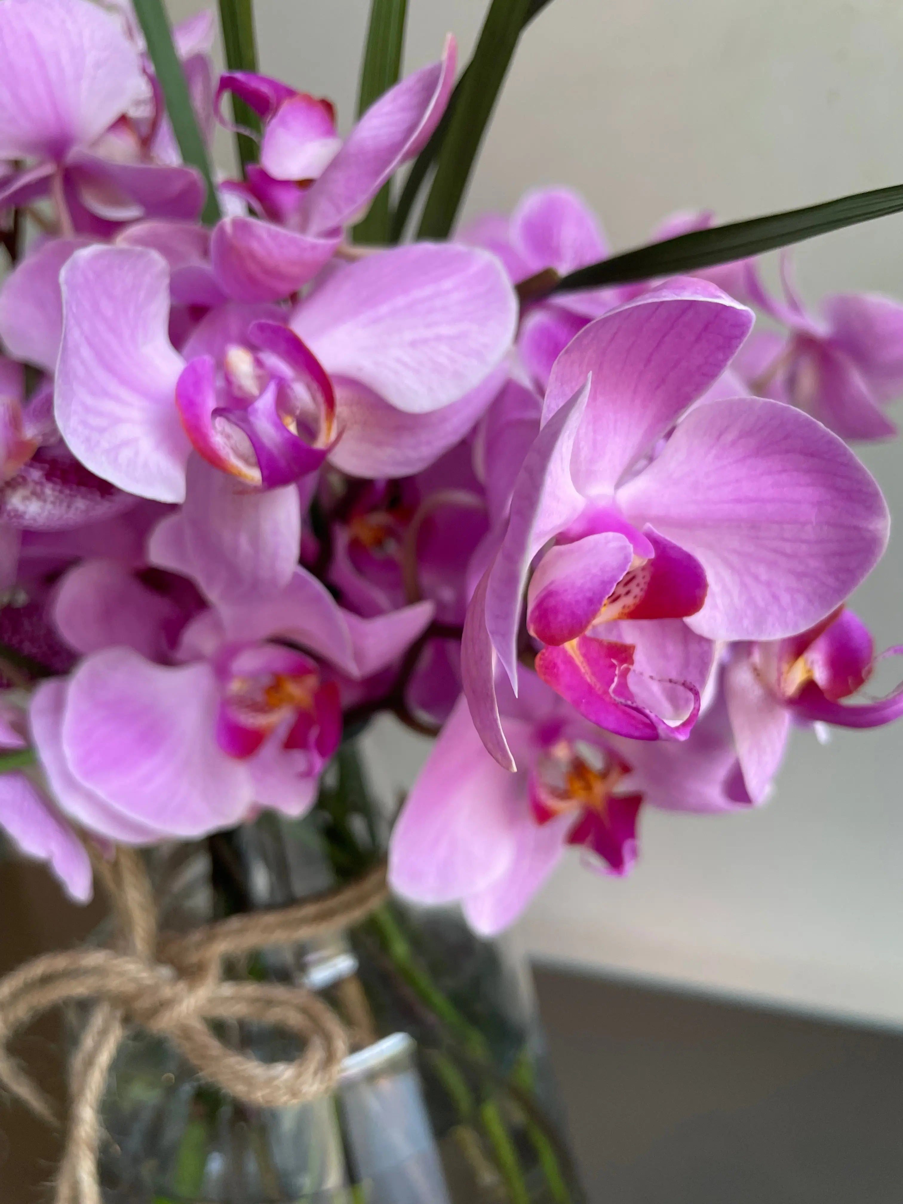 Confucius’ Favourite 1magnolialane