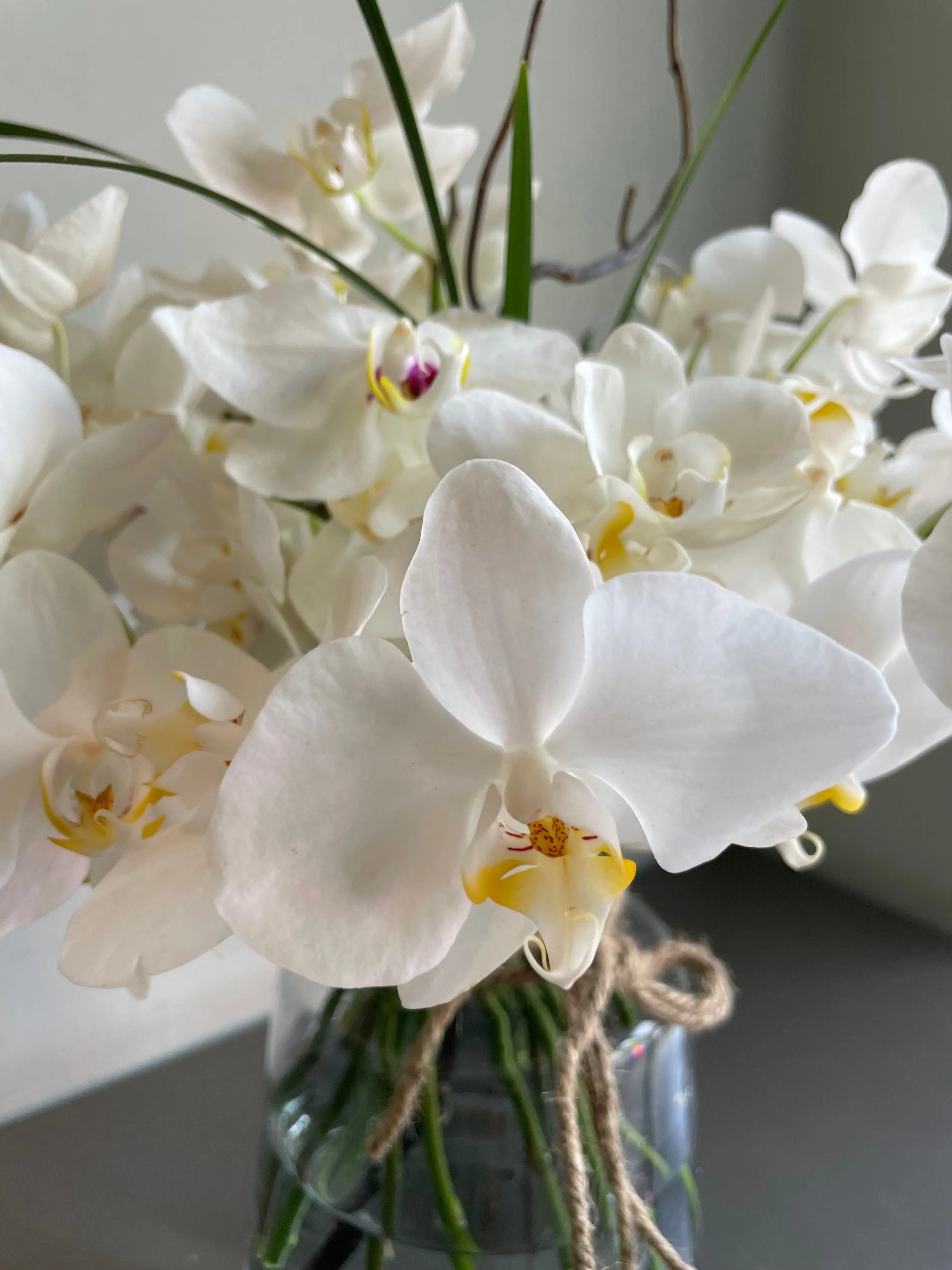 A Gentleman’s Flower 1magnolialane