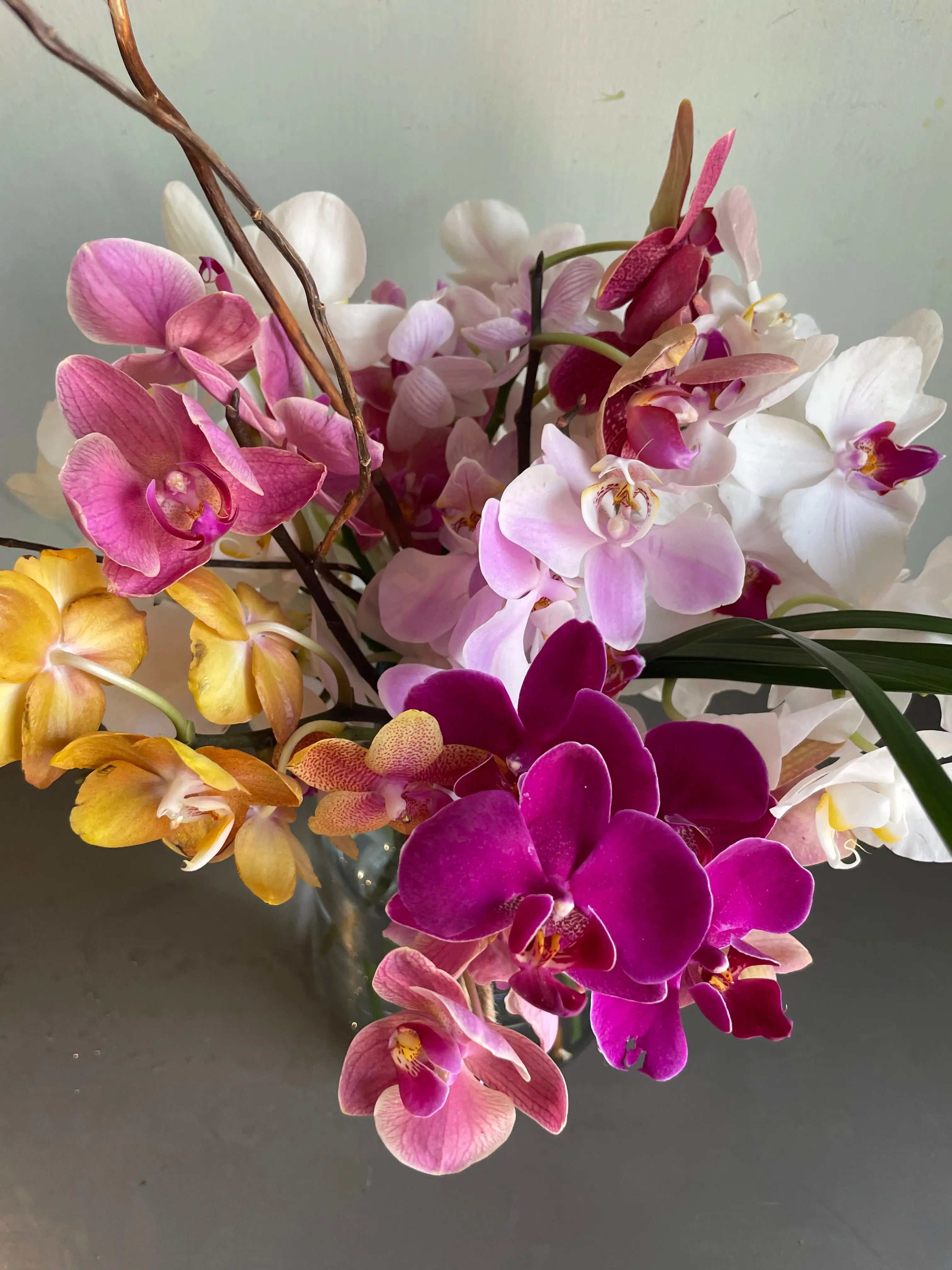 An Orchidan Saga 1magnolialane