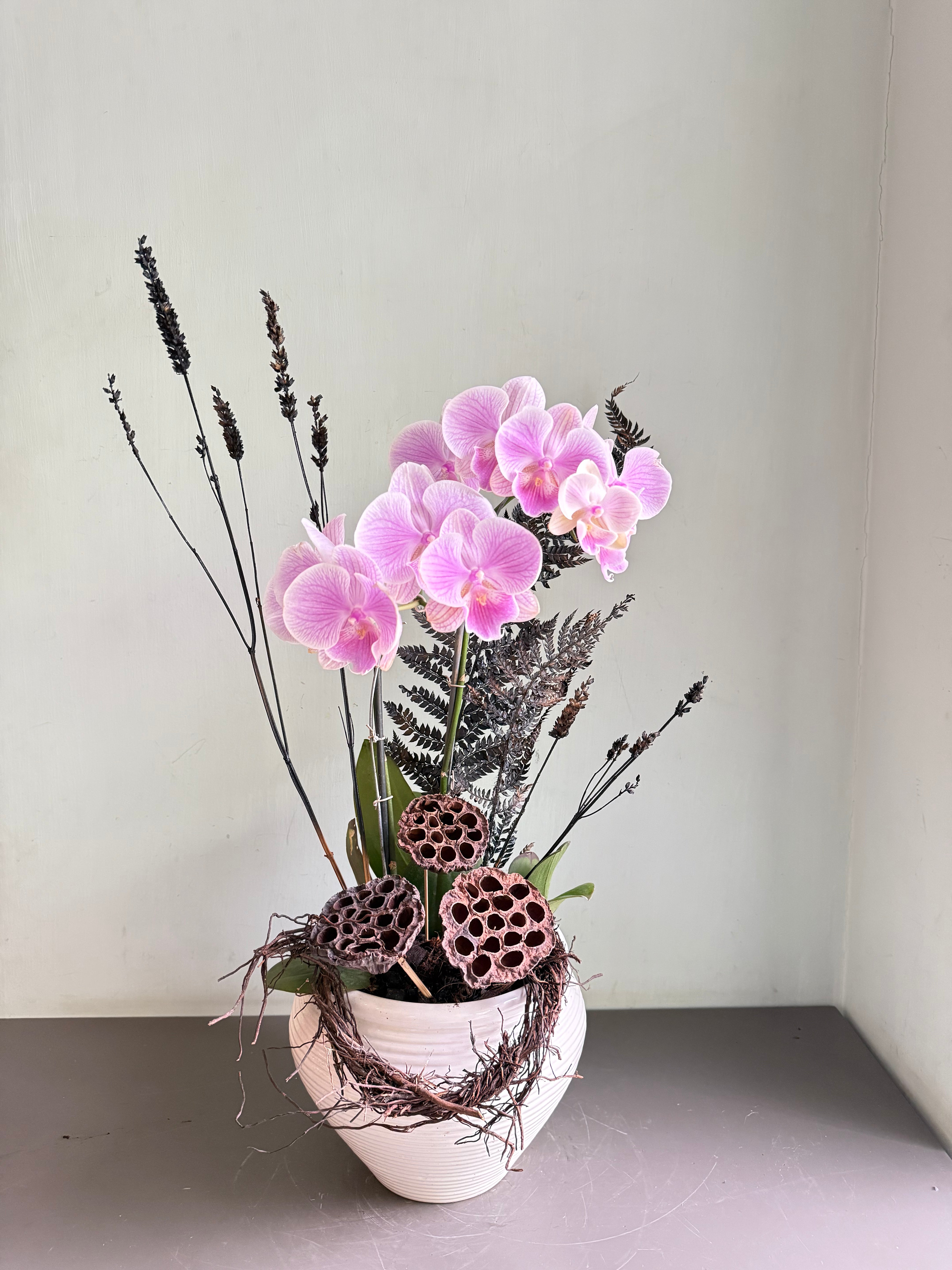 2 stem Phalaenopsis pots 1magnolialane