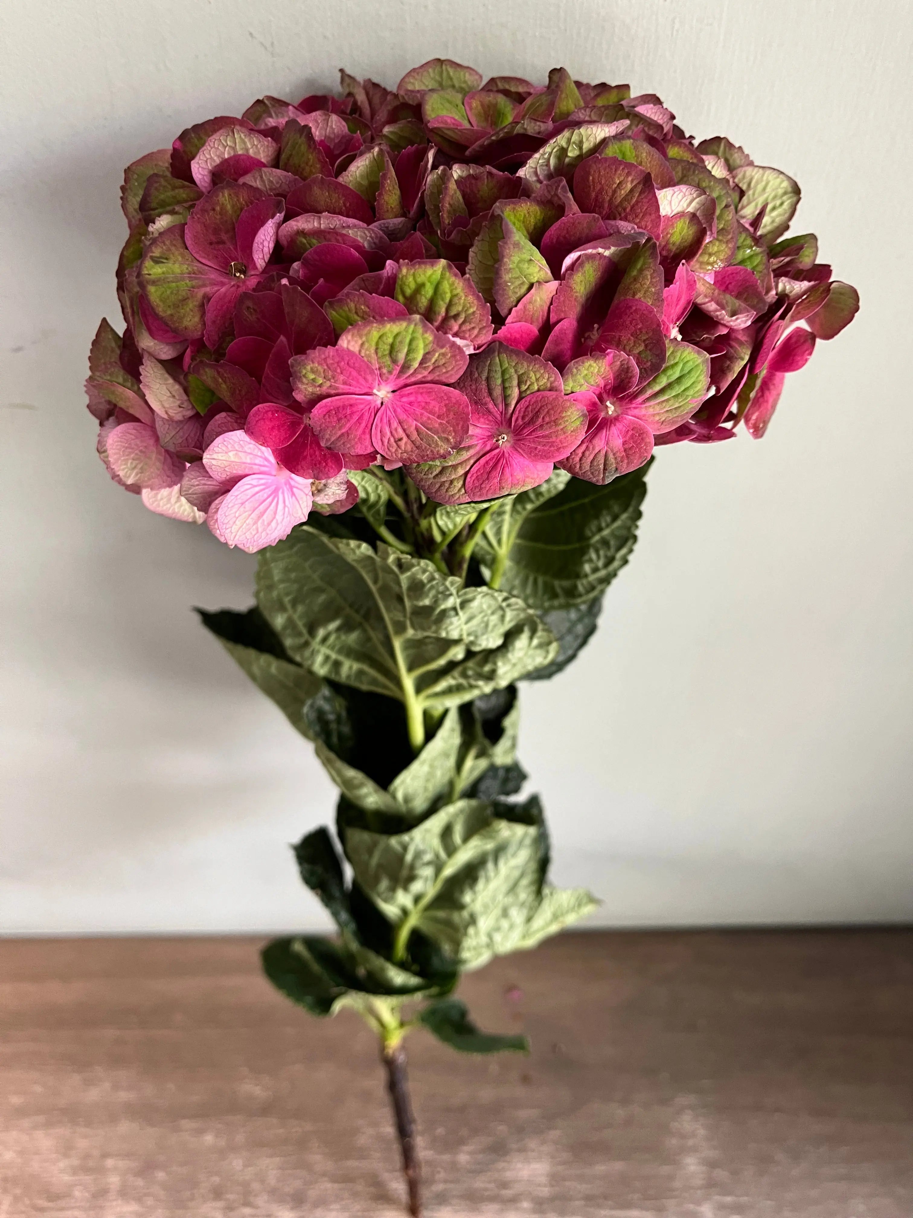 Hydrangea 1magnolialane