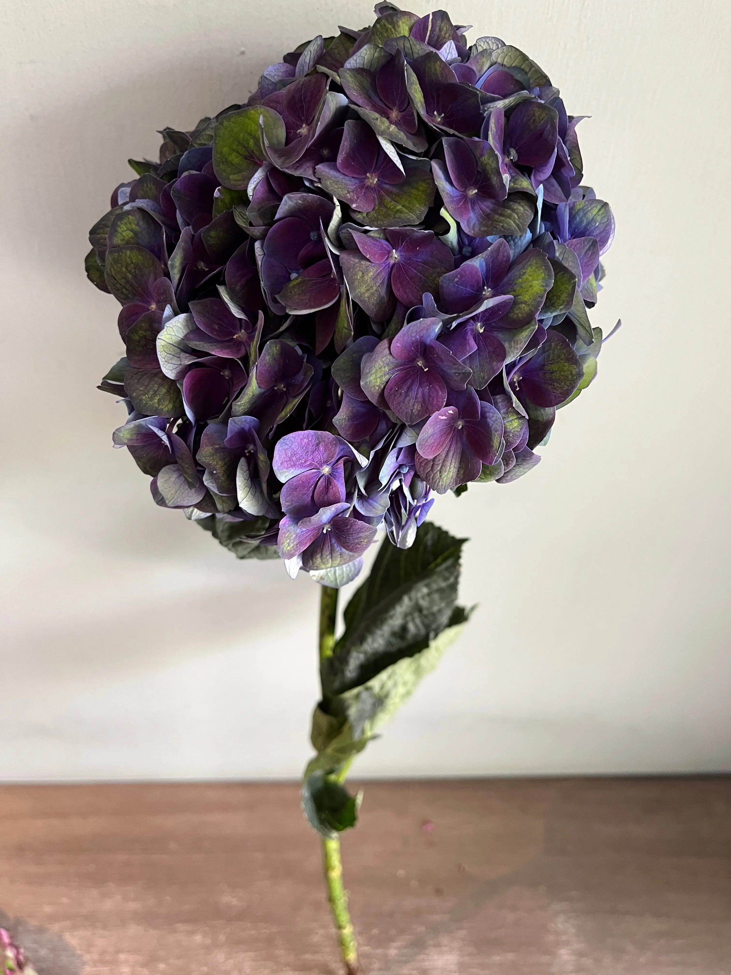 Hydrangea 1magnolialane