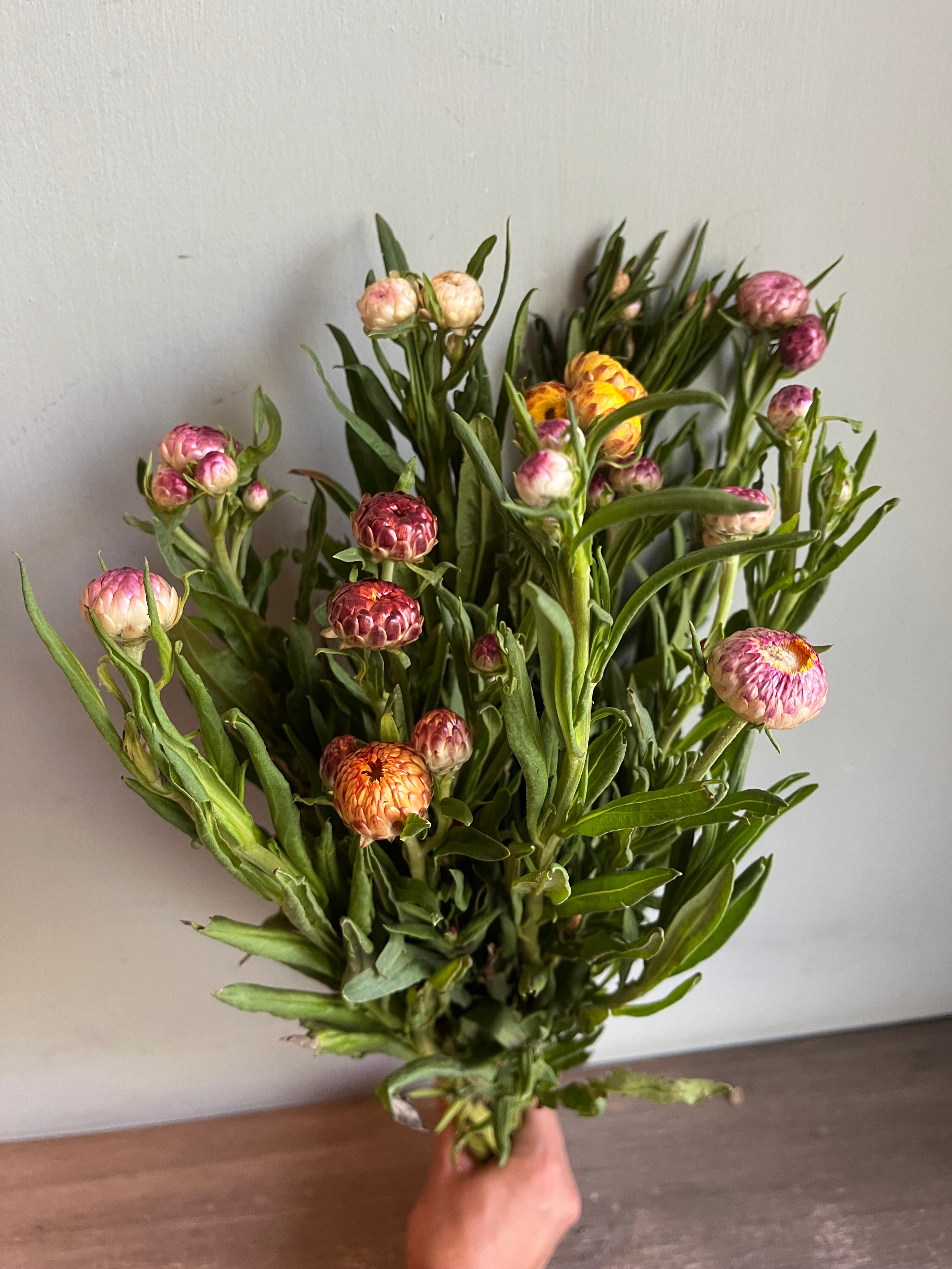 Helichrysum