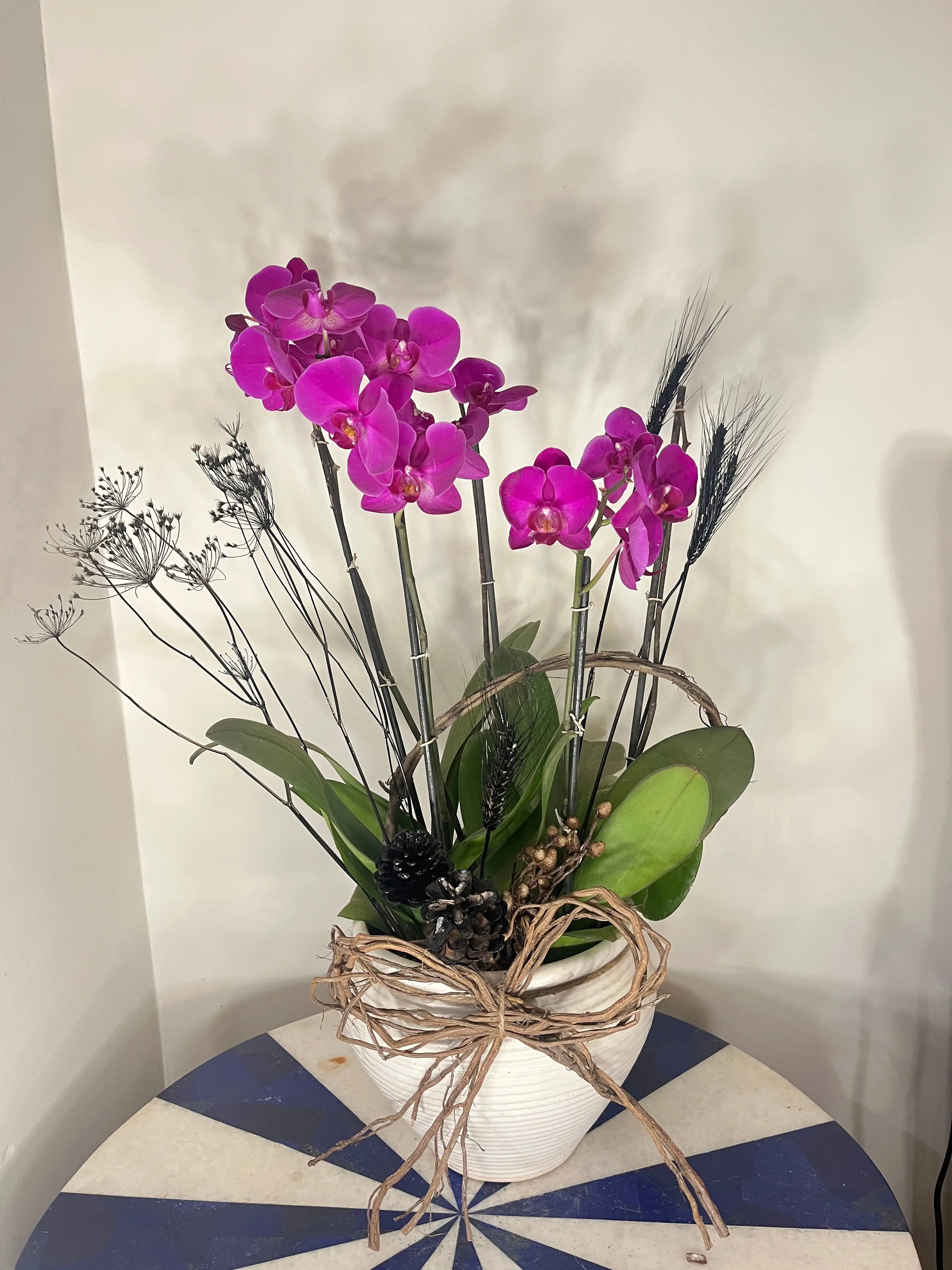 5 stem Phalaenopsis pots 1magnolialane