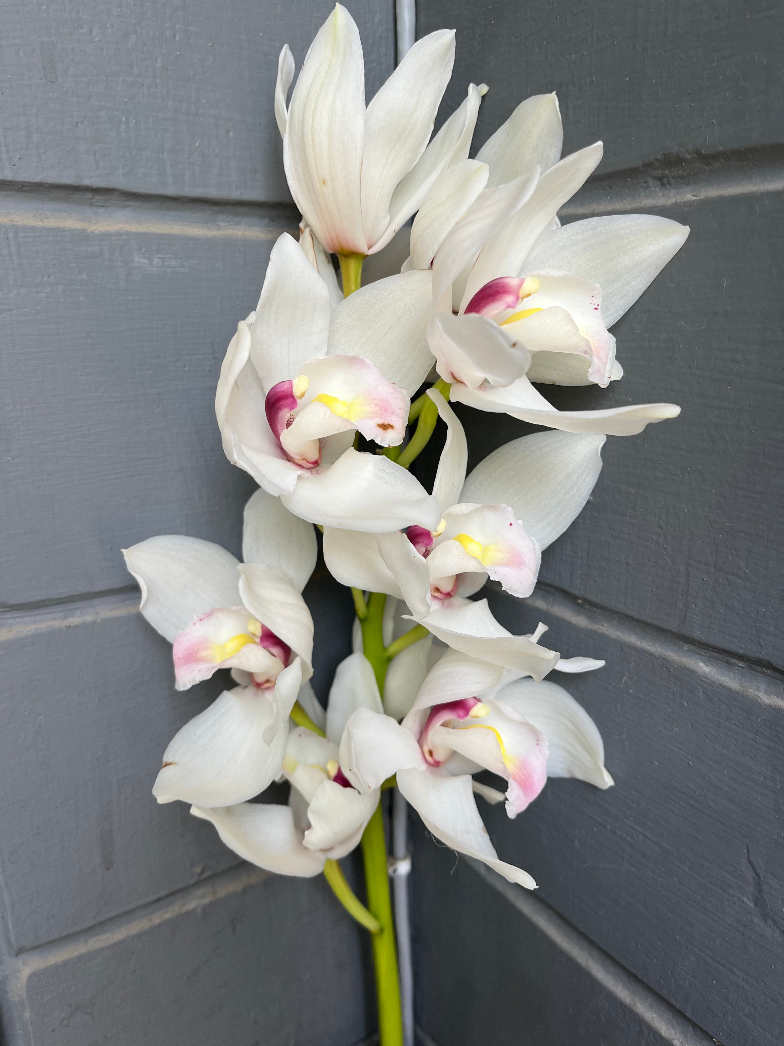 Cymbidium