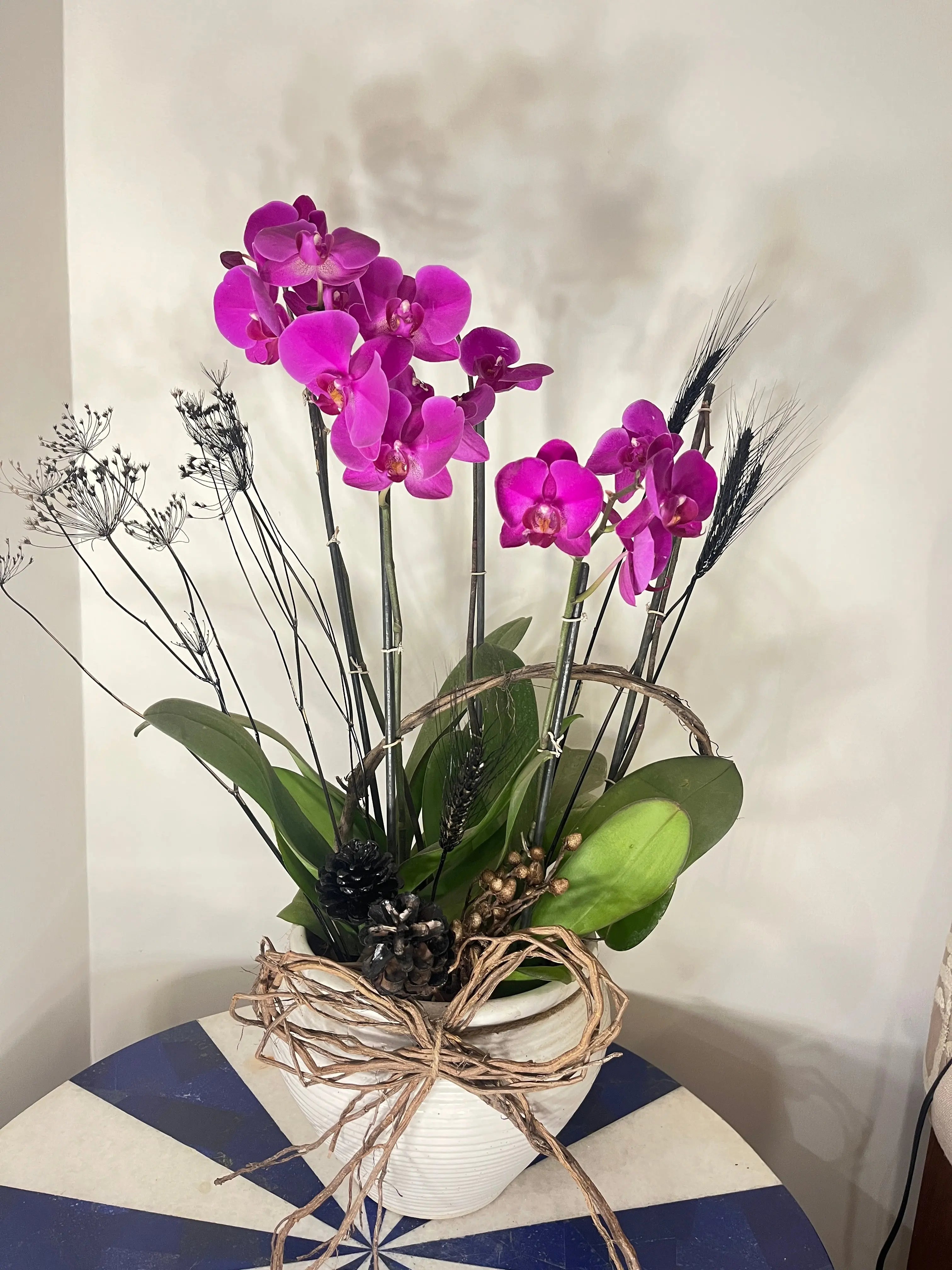 5 stem Phalaenopsis pots 1magnolialane