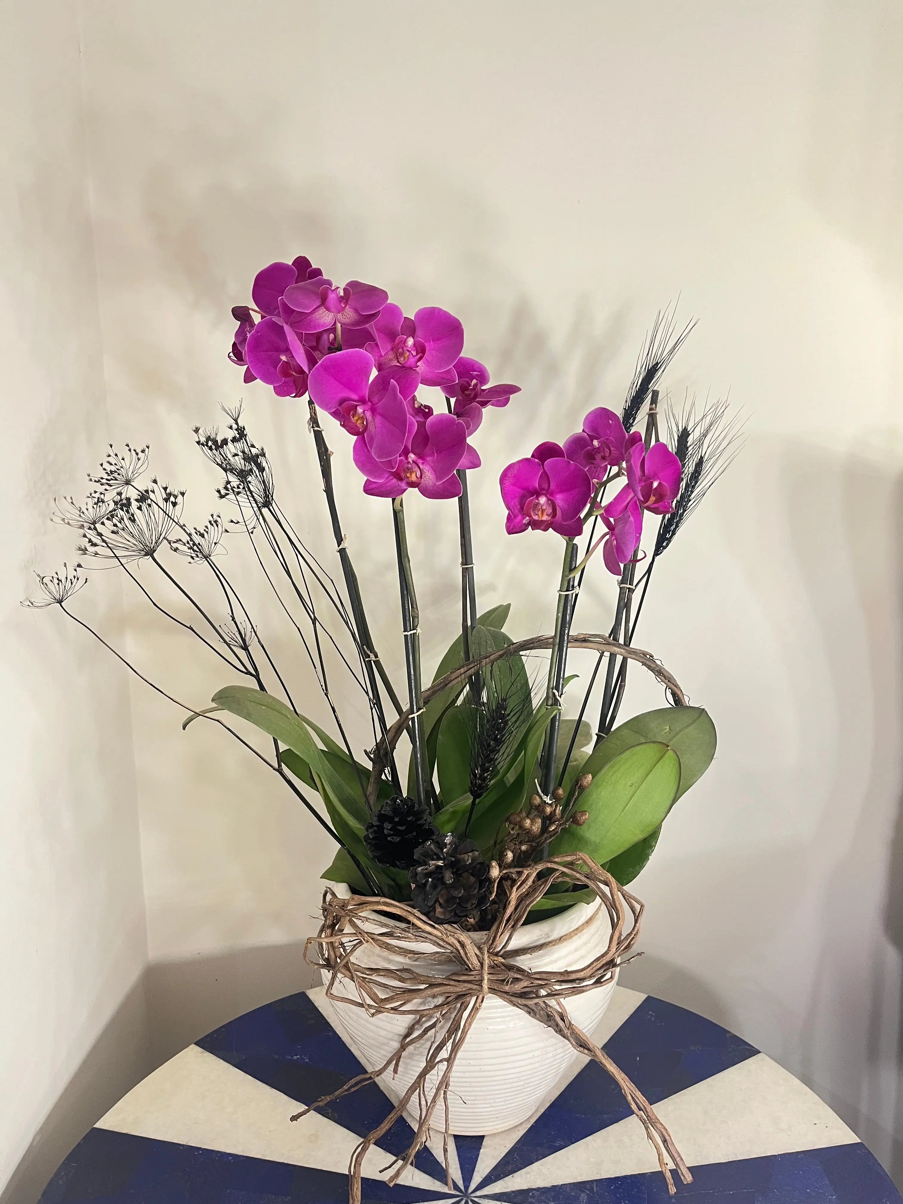 5 stem Phalaenopsis pots 1magnolialane