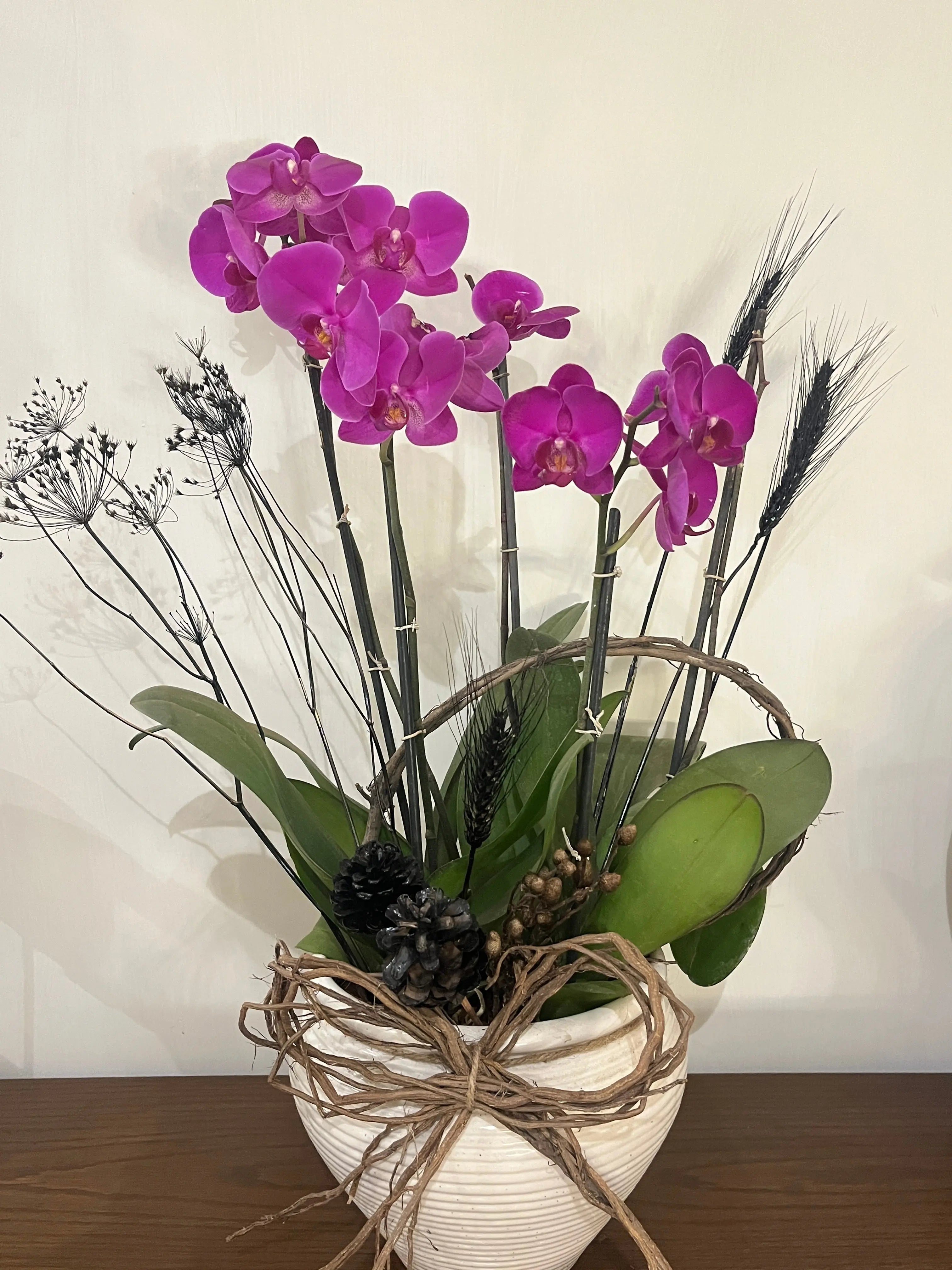 5 stem Phalaenopsis pots 1magnolialane