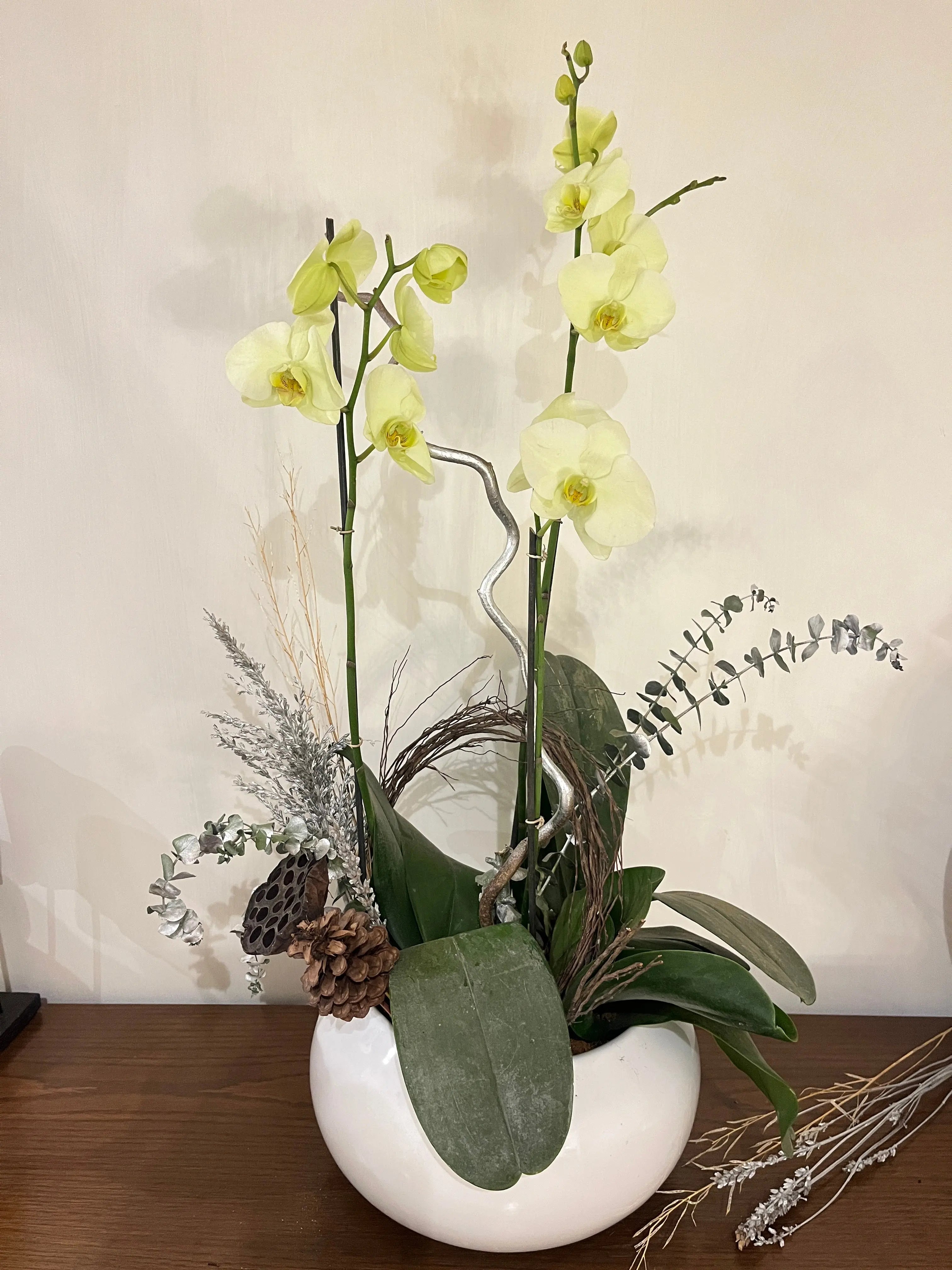 3 stem Phalaenopsis pots 1magnolialane