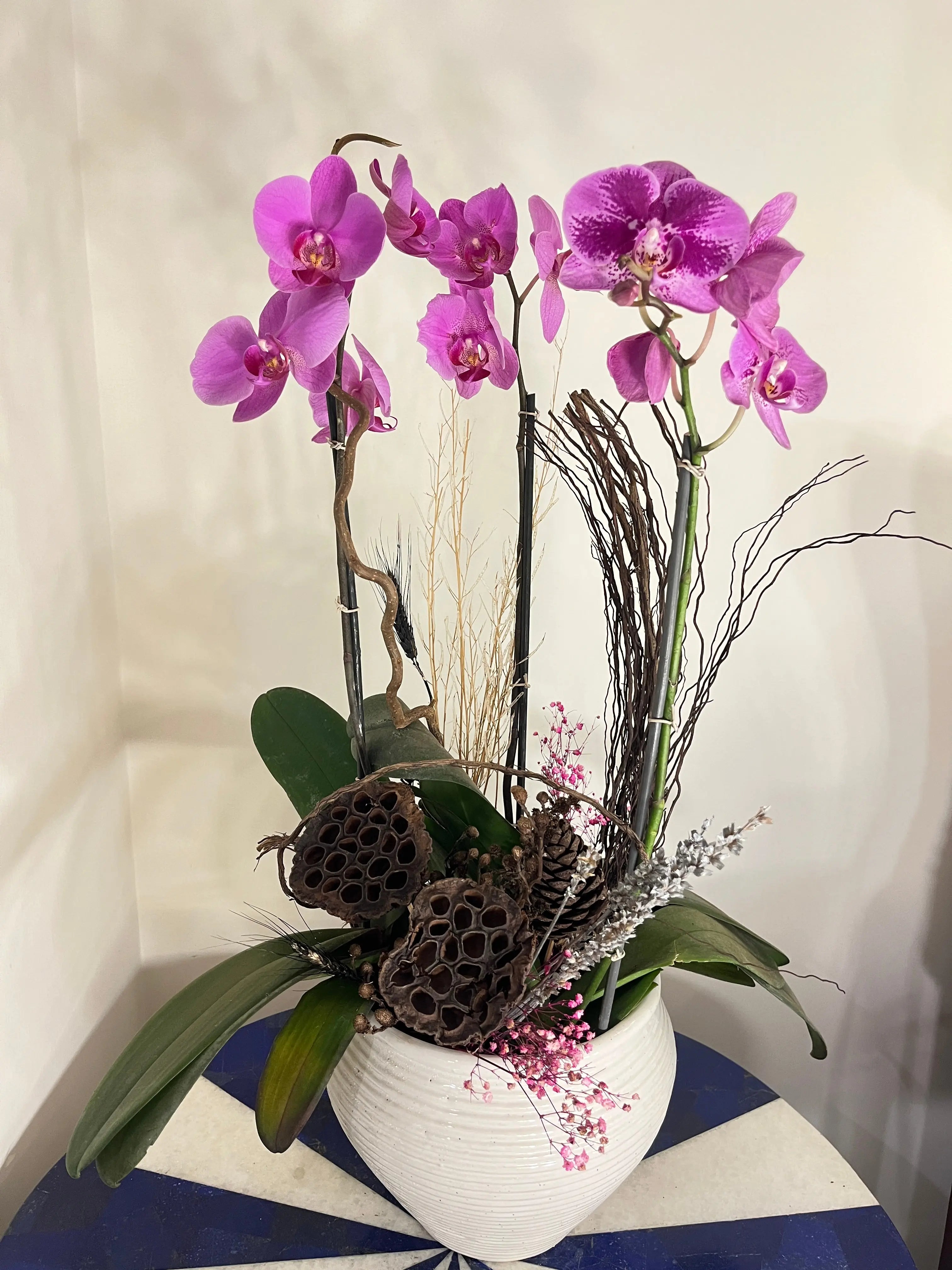 3 stem Phalaenopsis pots 1magnolialane