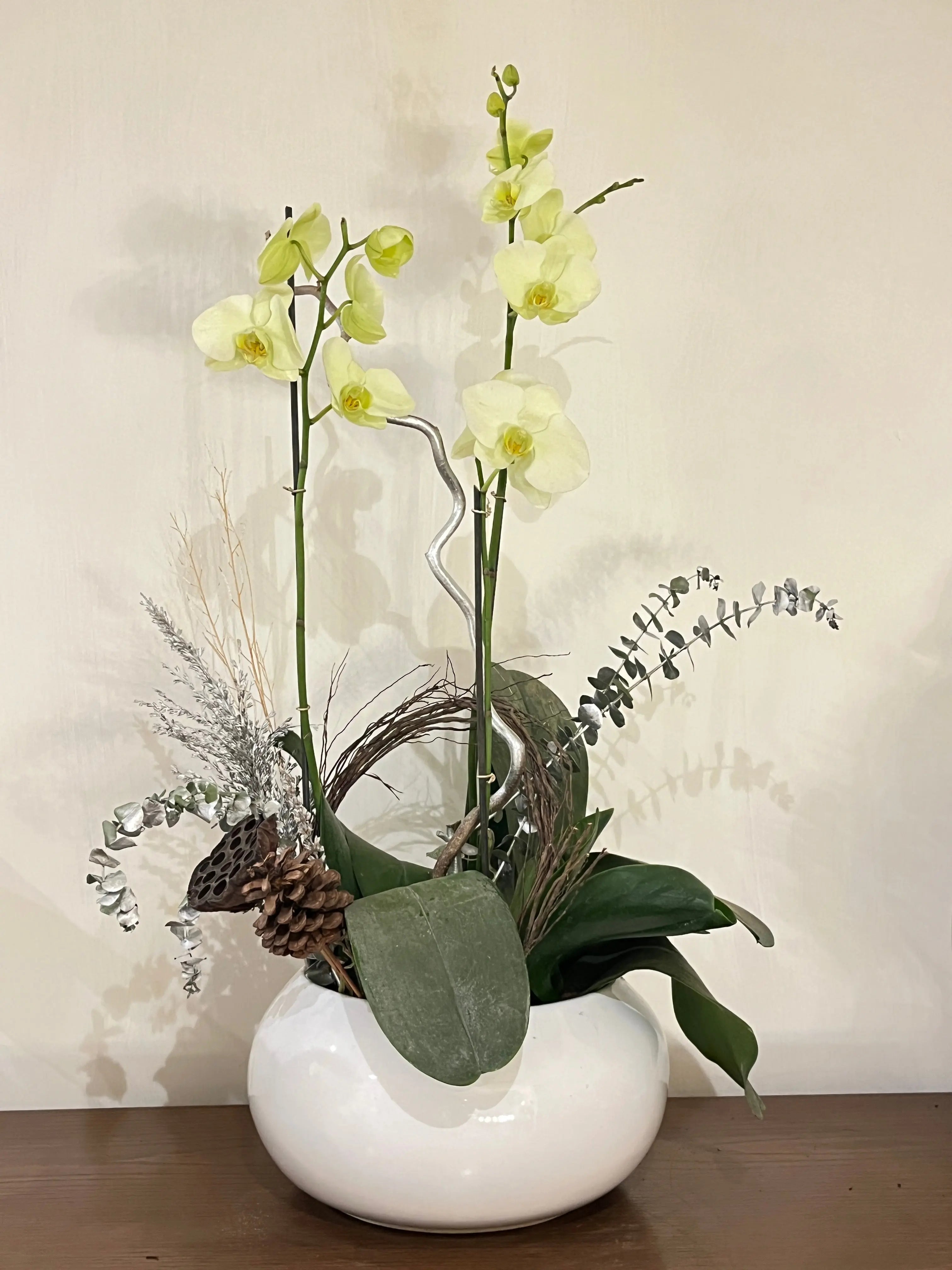 3 stem Phalaenopsis pots 1magnolialane