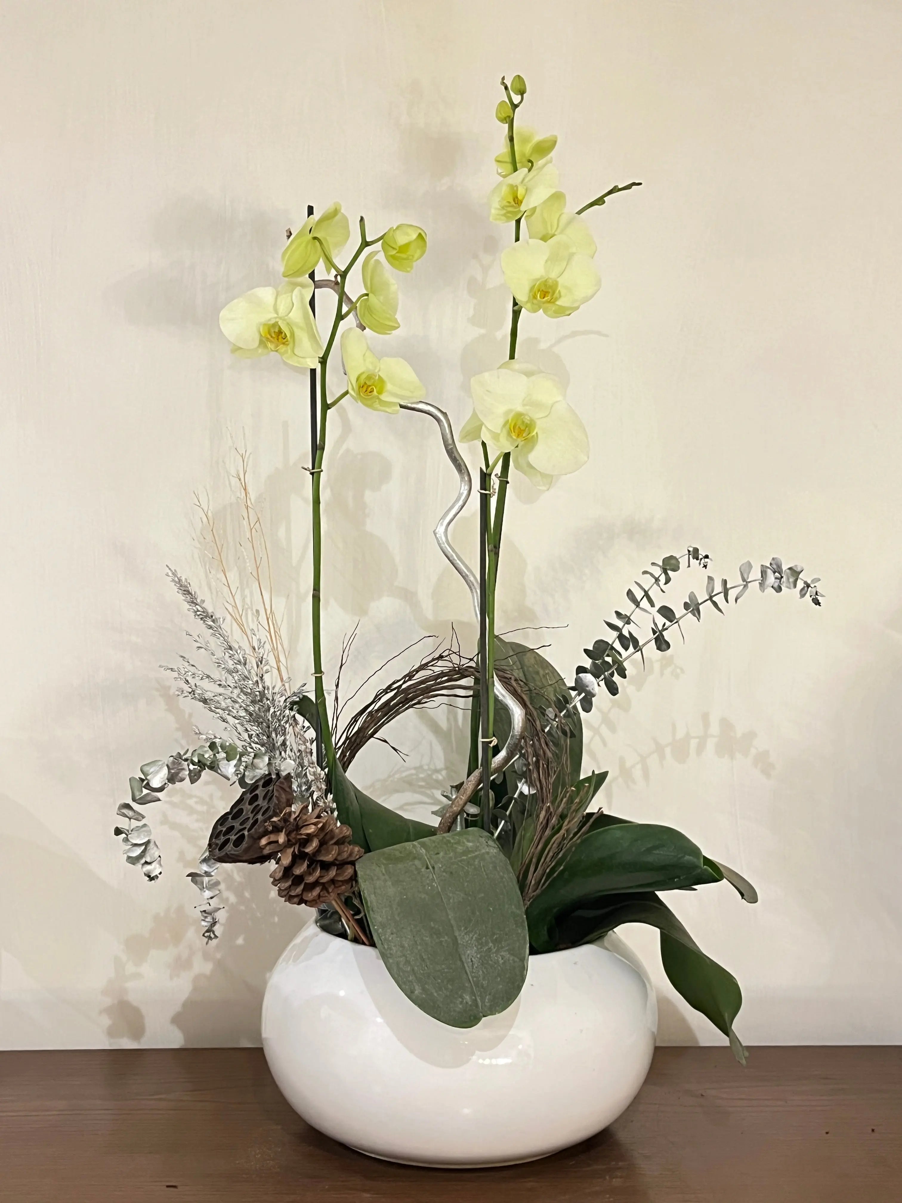 3 stem Phalaenopsis pots 1magnolialane