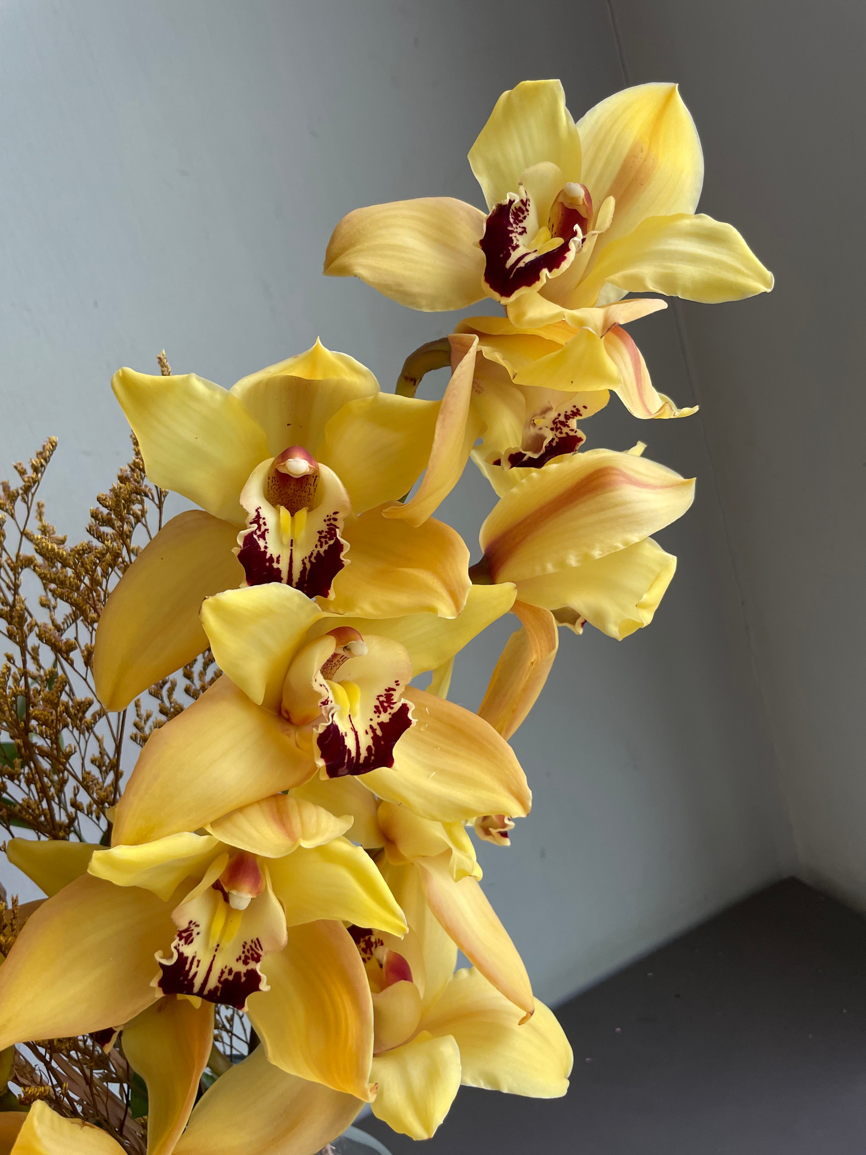 Cymbidium Stories