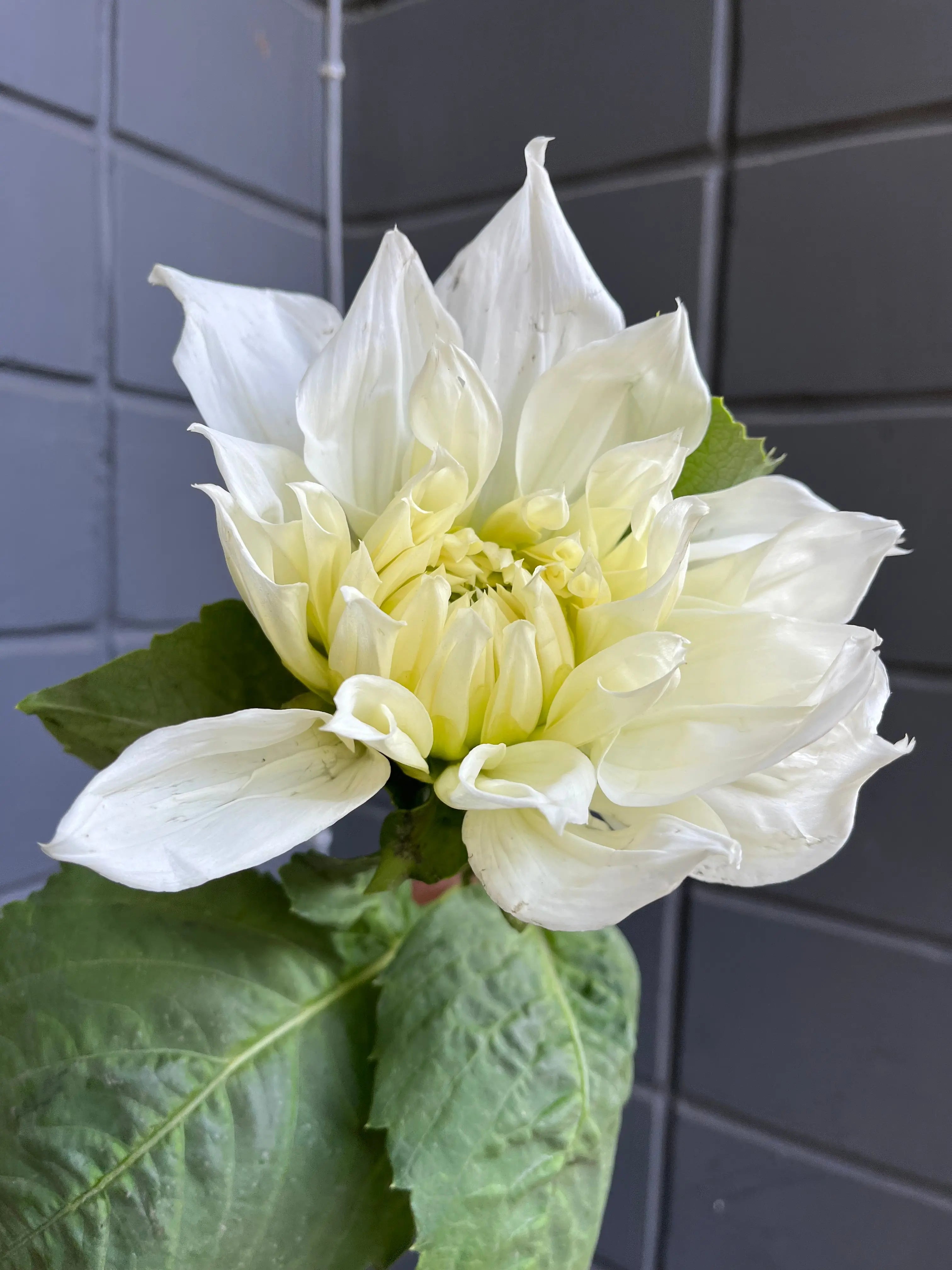 Dahlia 1magnolialane