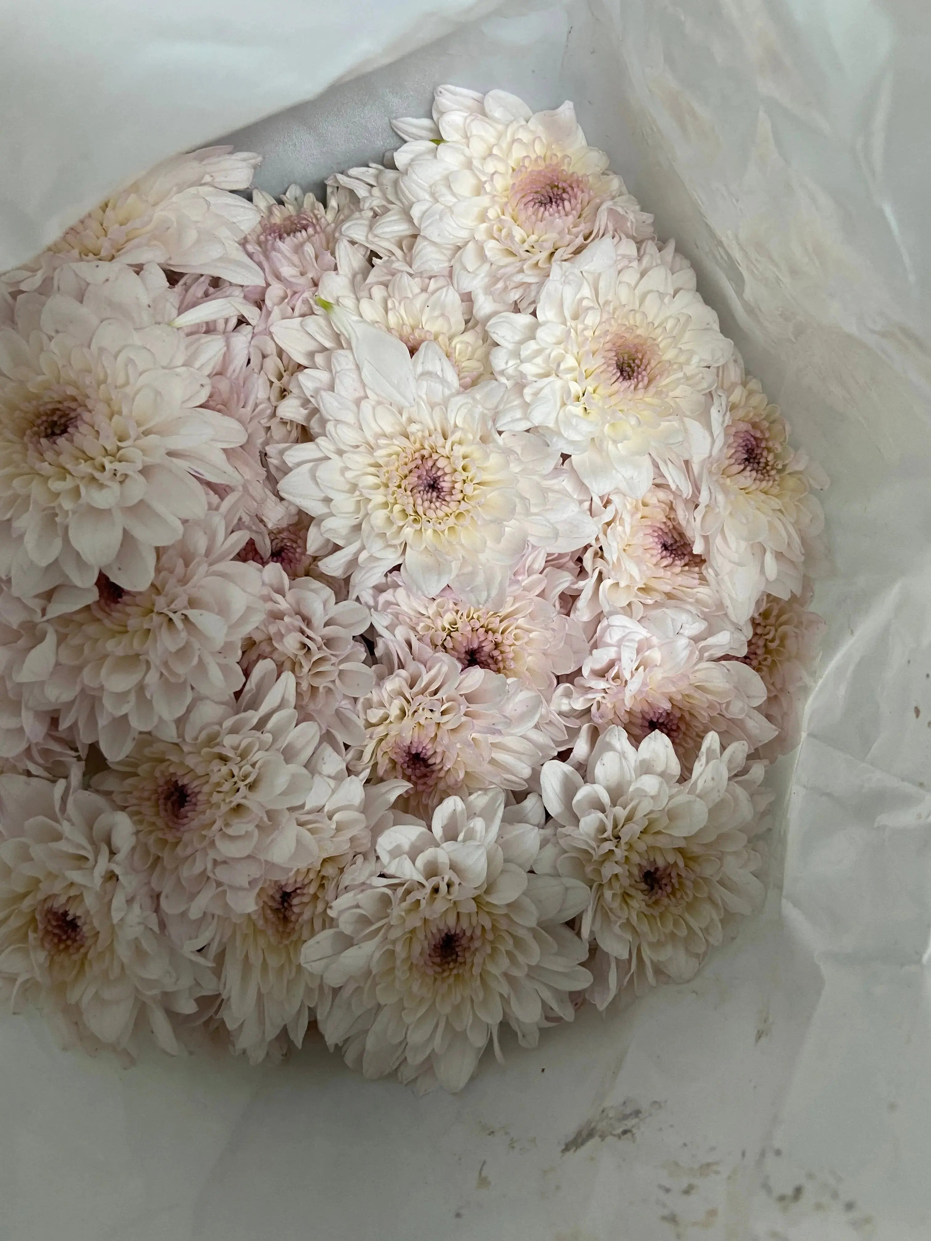 Chrysanthemum 1magnolialane