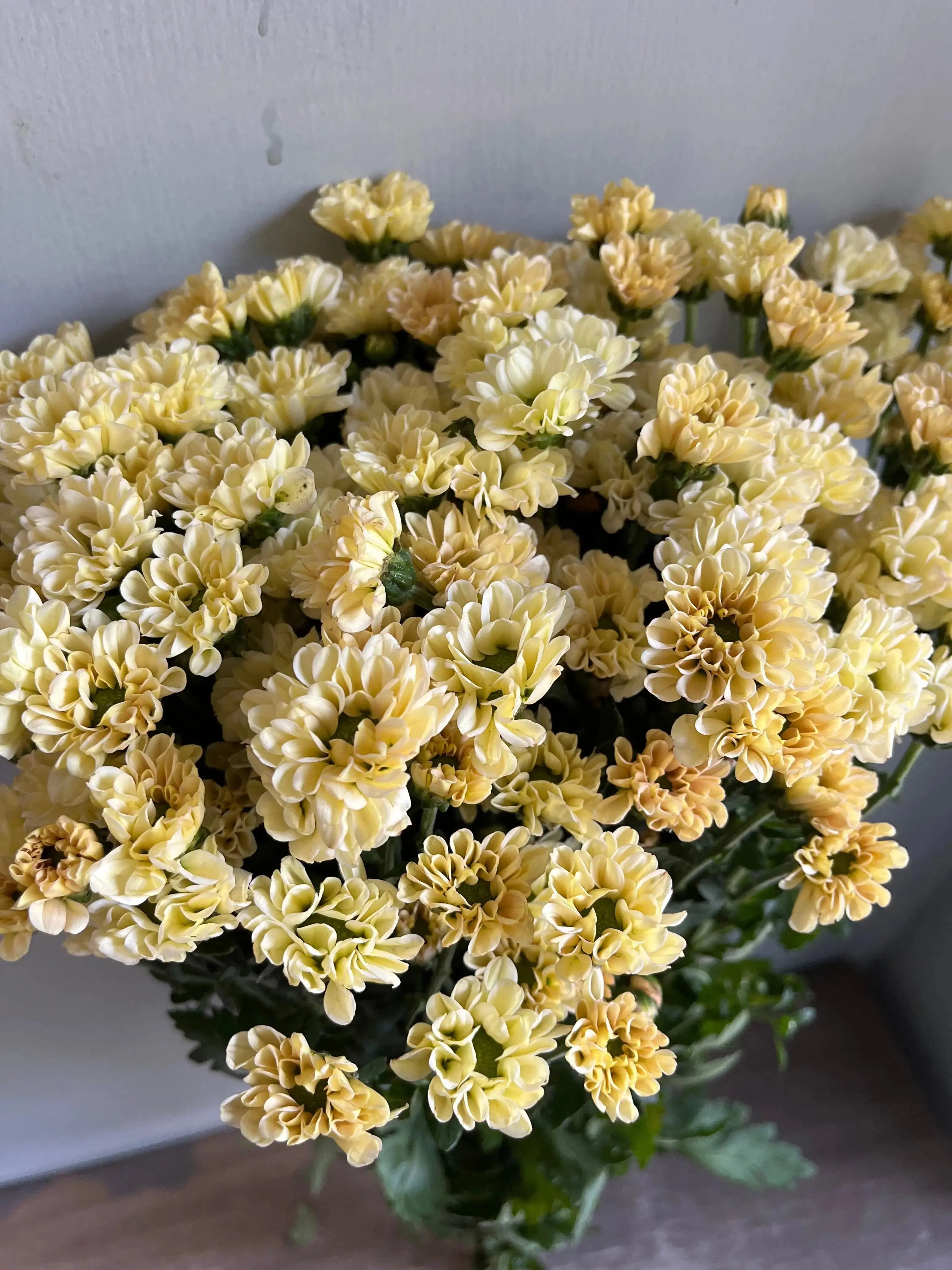 Chrysanthemum 1magnolialane