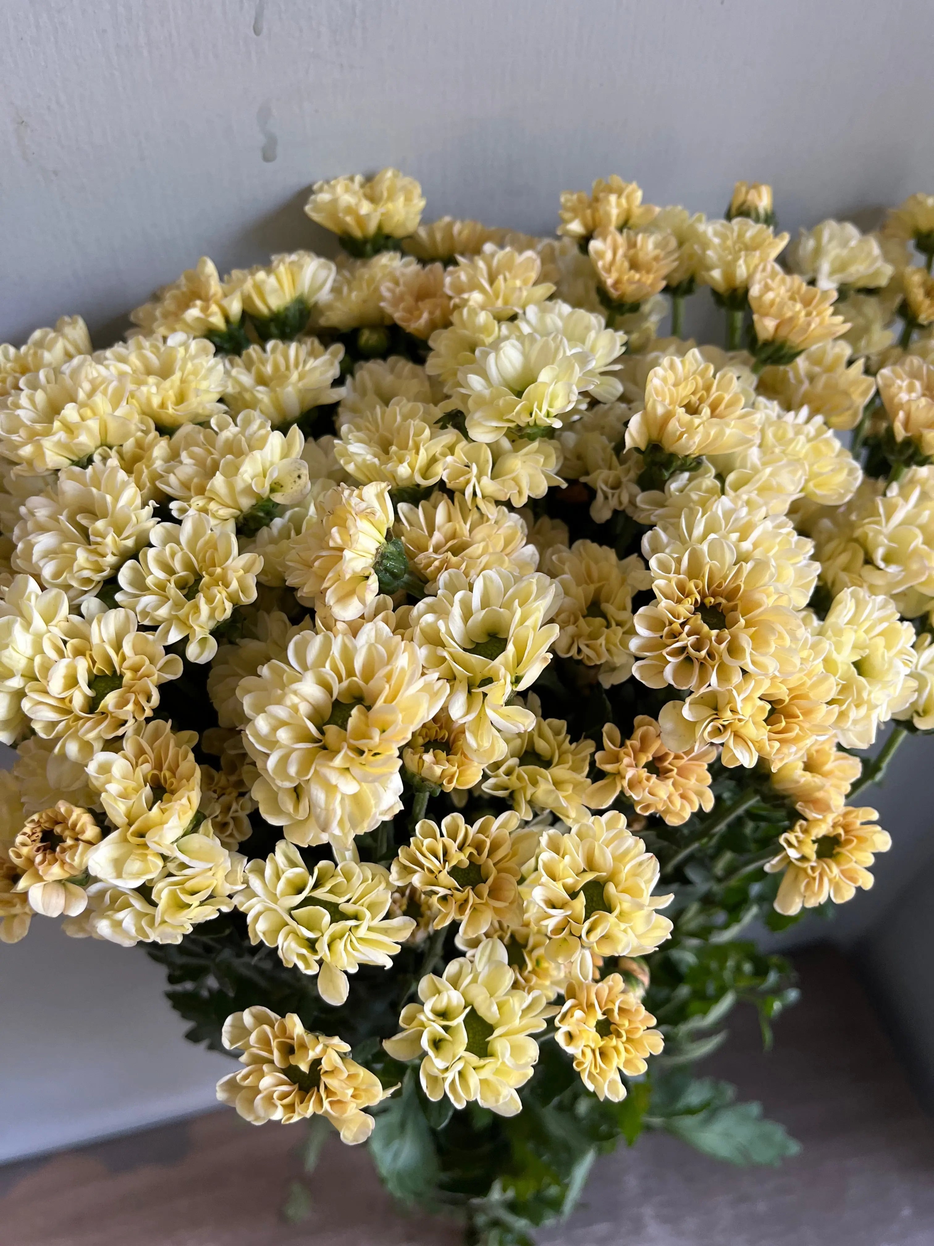 Chrysanthemum 1magnolialane