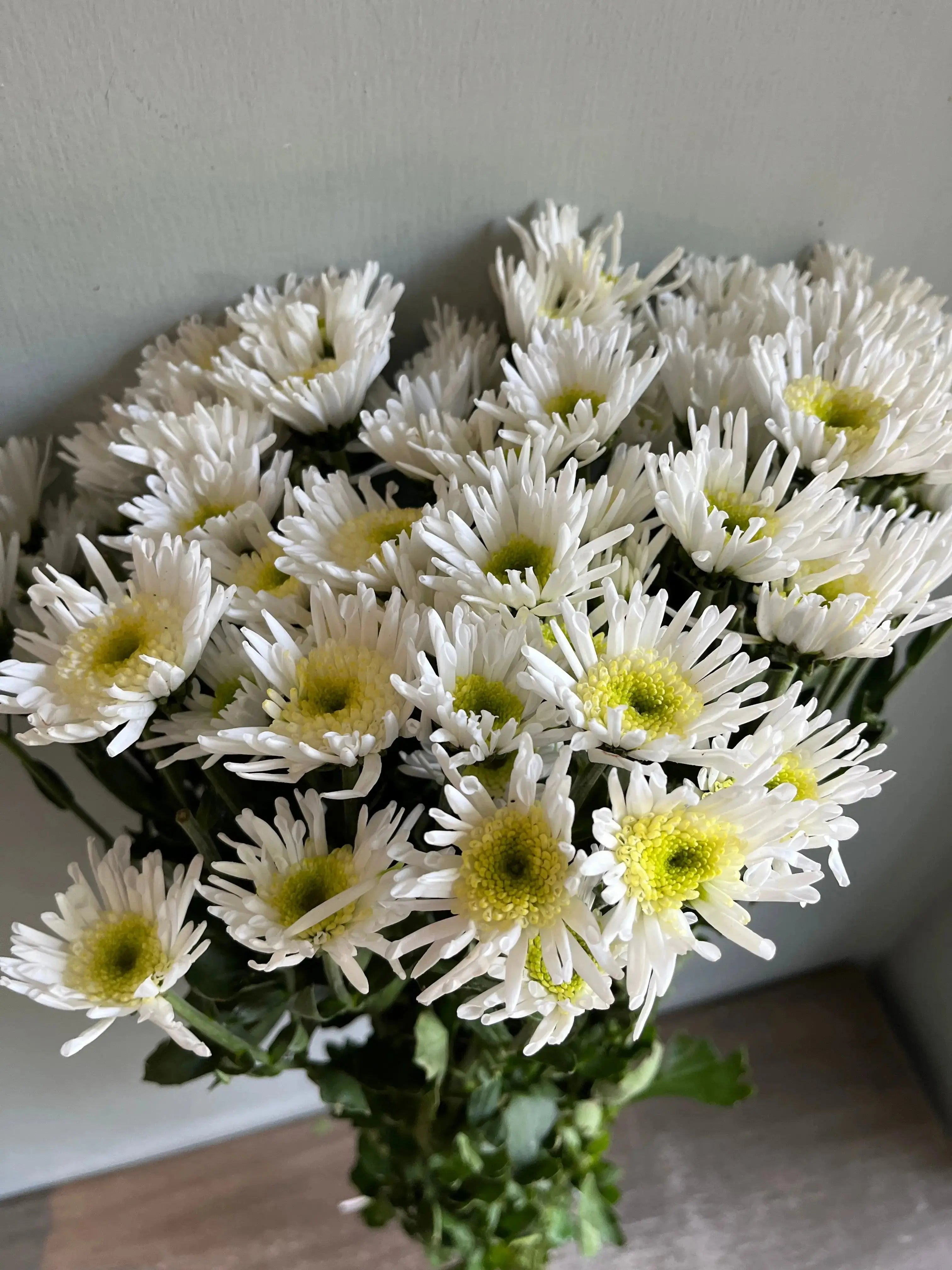 Chrysanthemum 1magnolialane