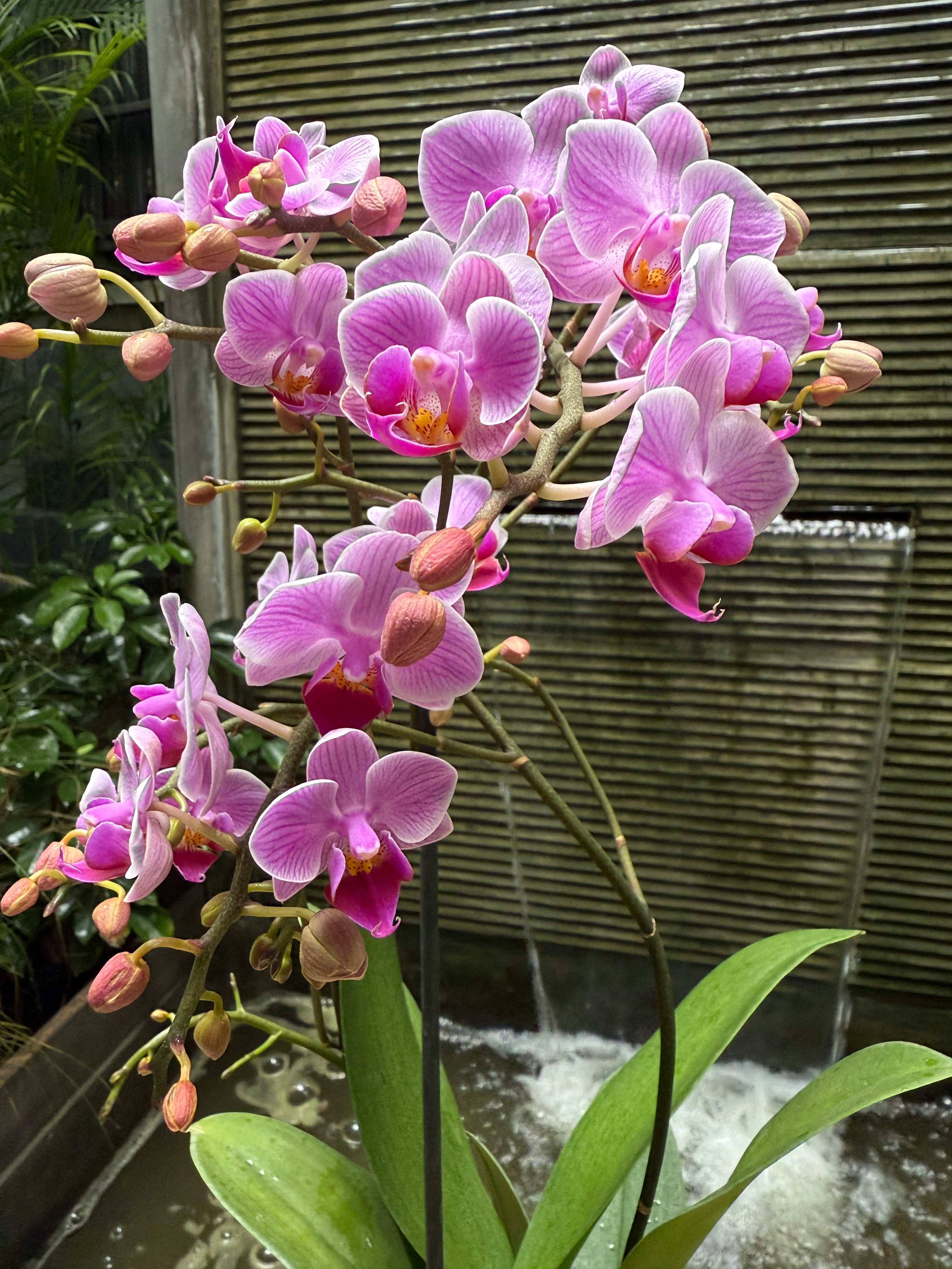 Phalaenopsis - 1 Pot 1magnolialane
