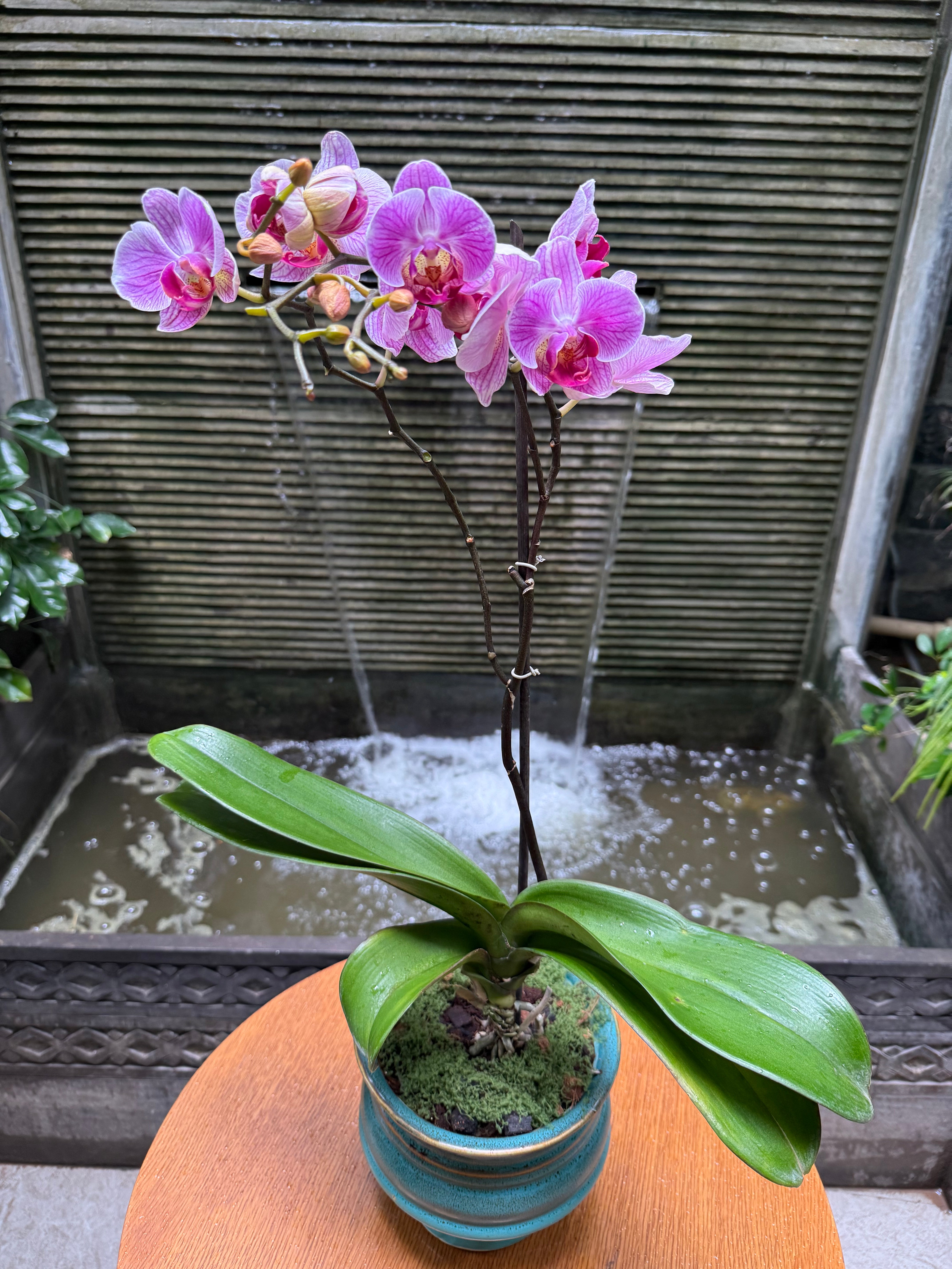 Phalaenopsis - 1 Pot 1magnolialane