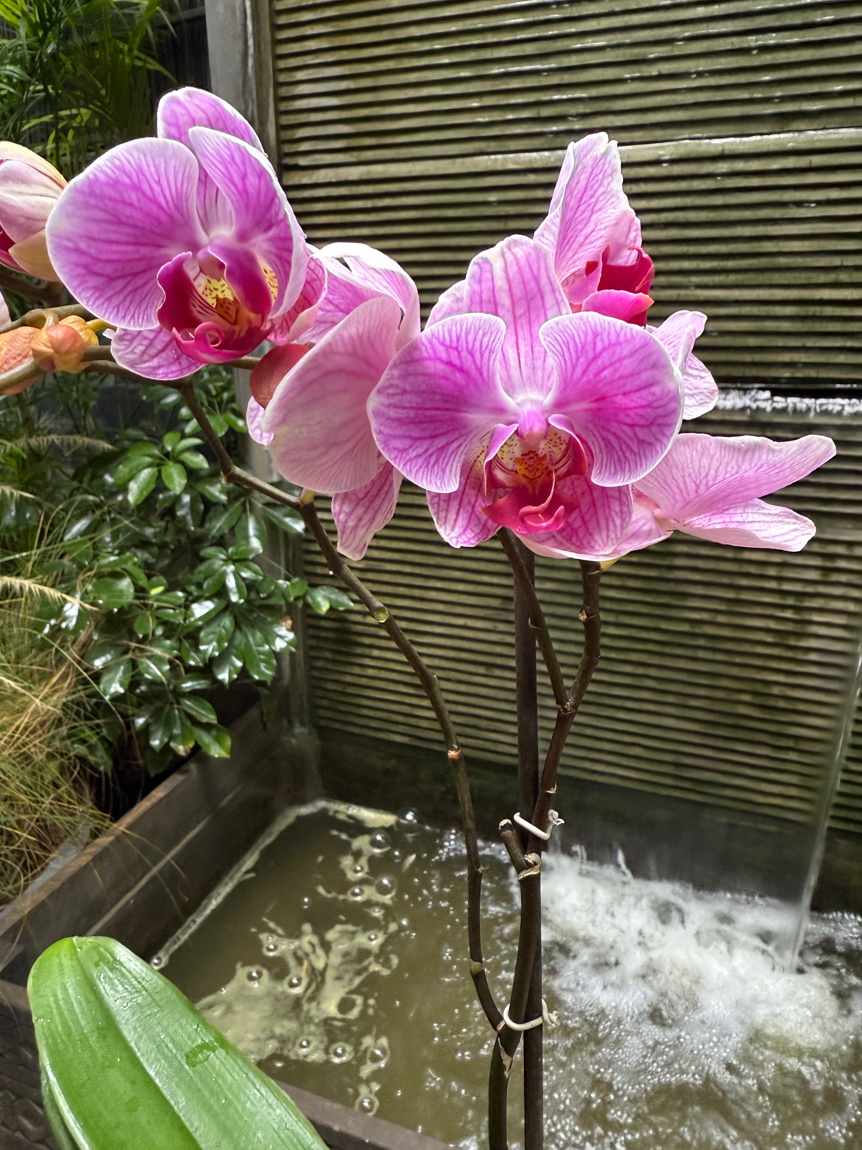 Phalaenopsis - 1 Pot 1magnolialane