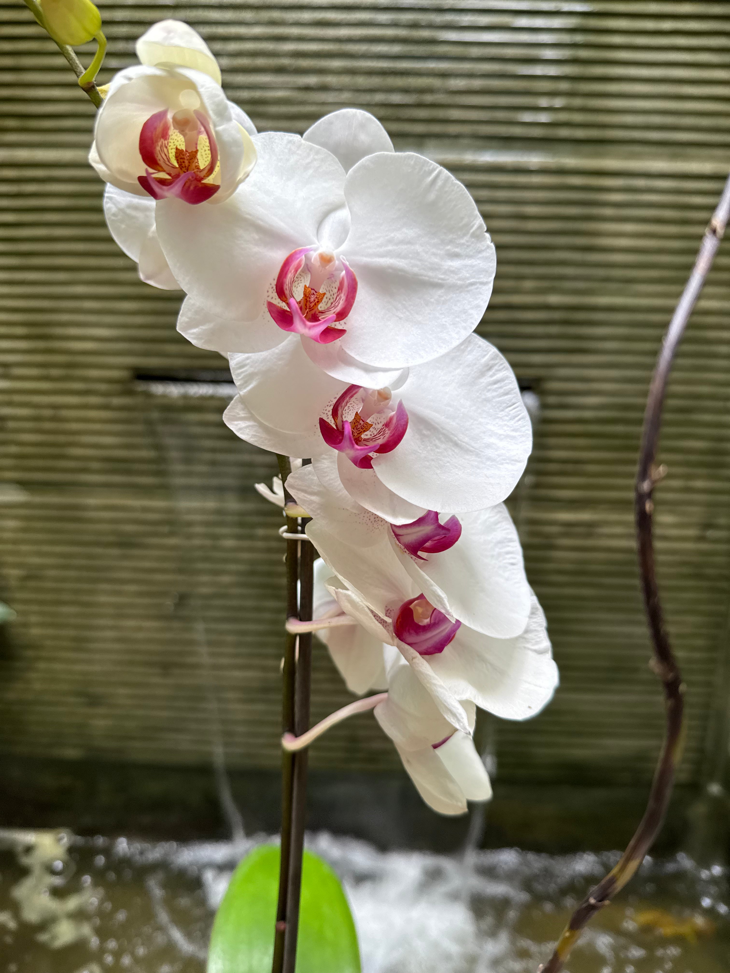 Phalaenopsis - 1 Pot 1magnolialane