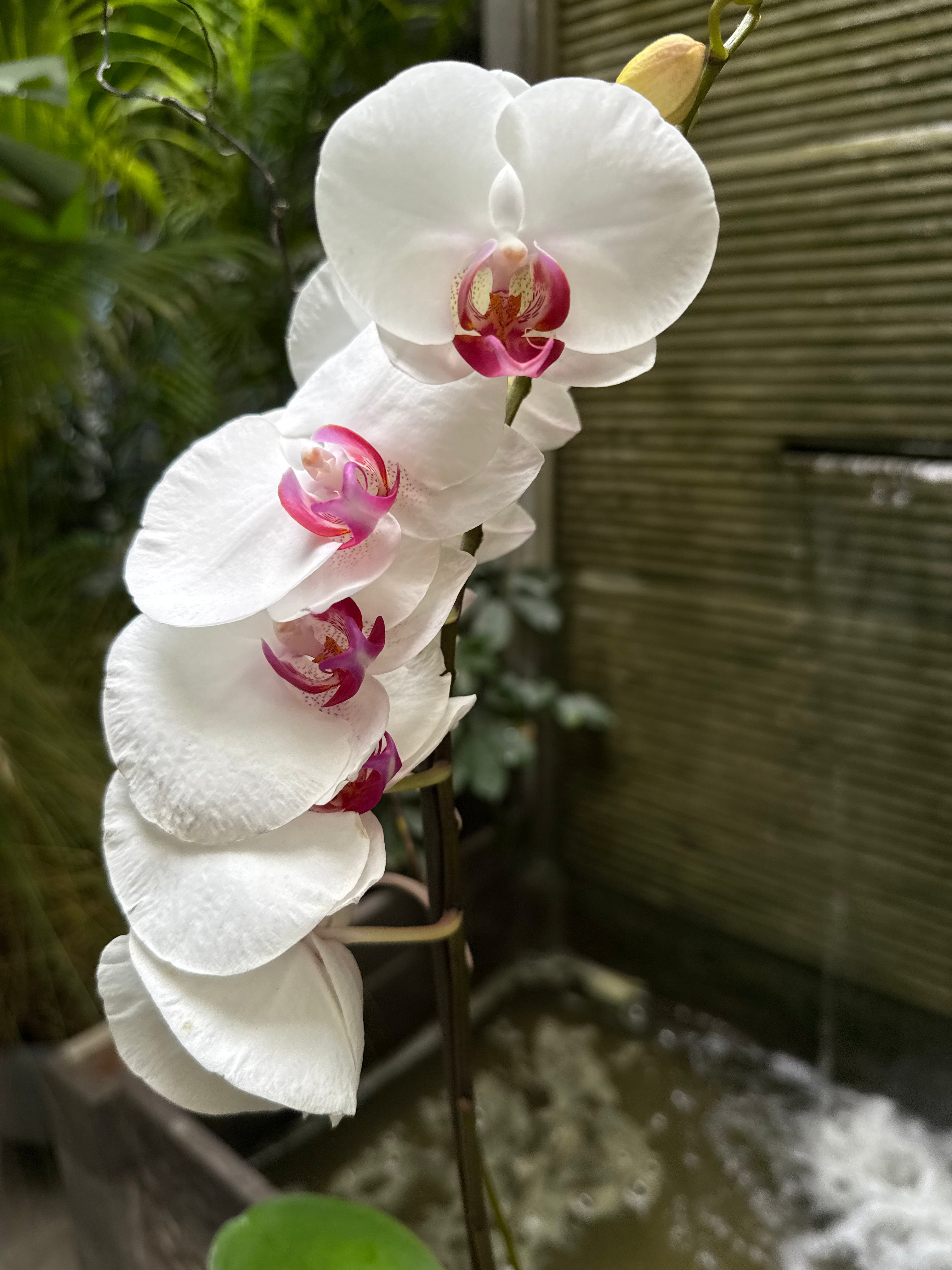 Phalaenopsis - 1 Pot 1magnolialane