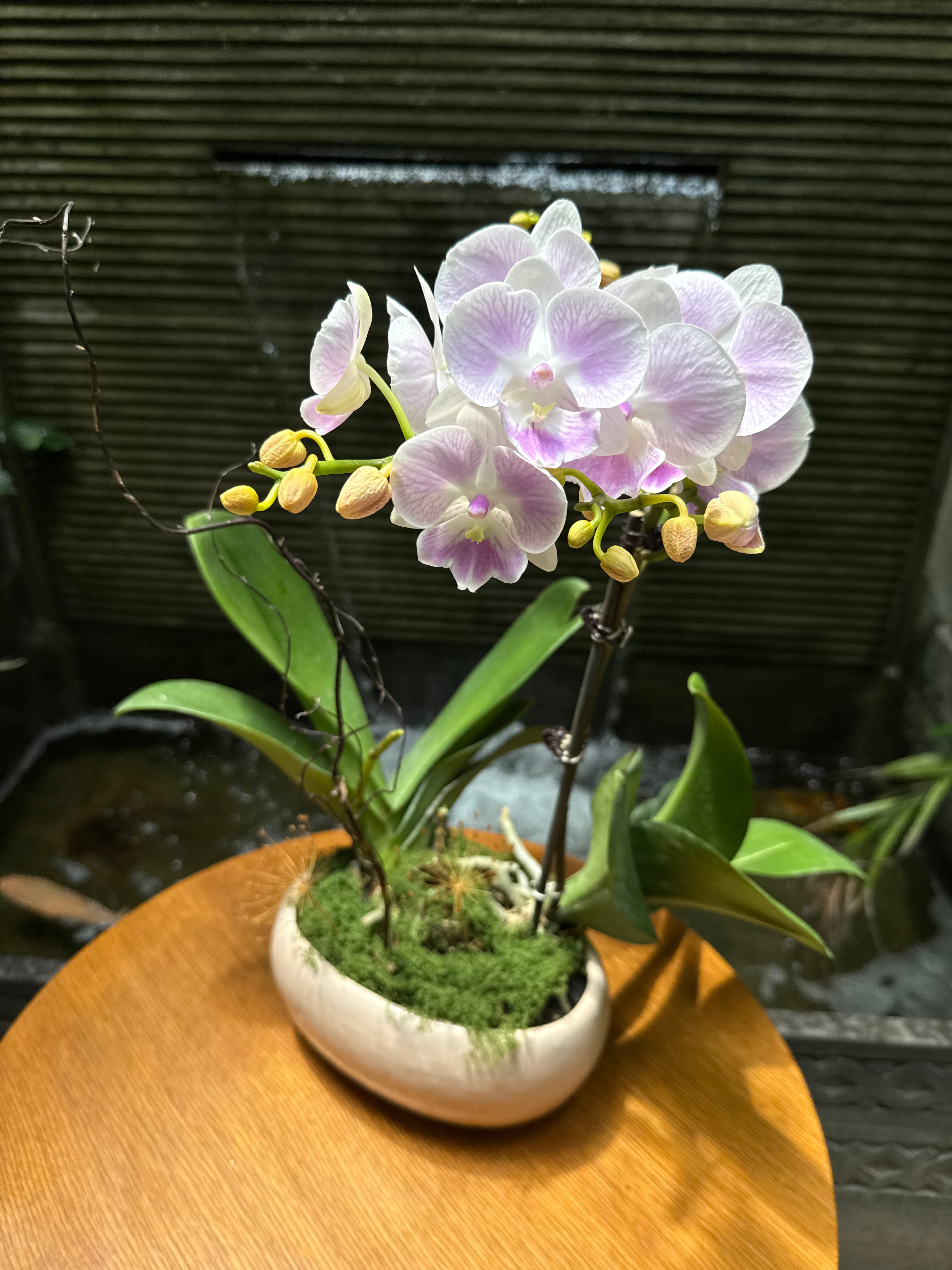 Phalaenopsis Orchid Pots - Subscription 1magnolialane
