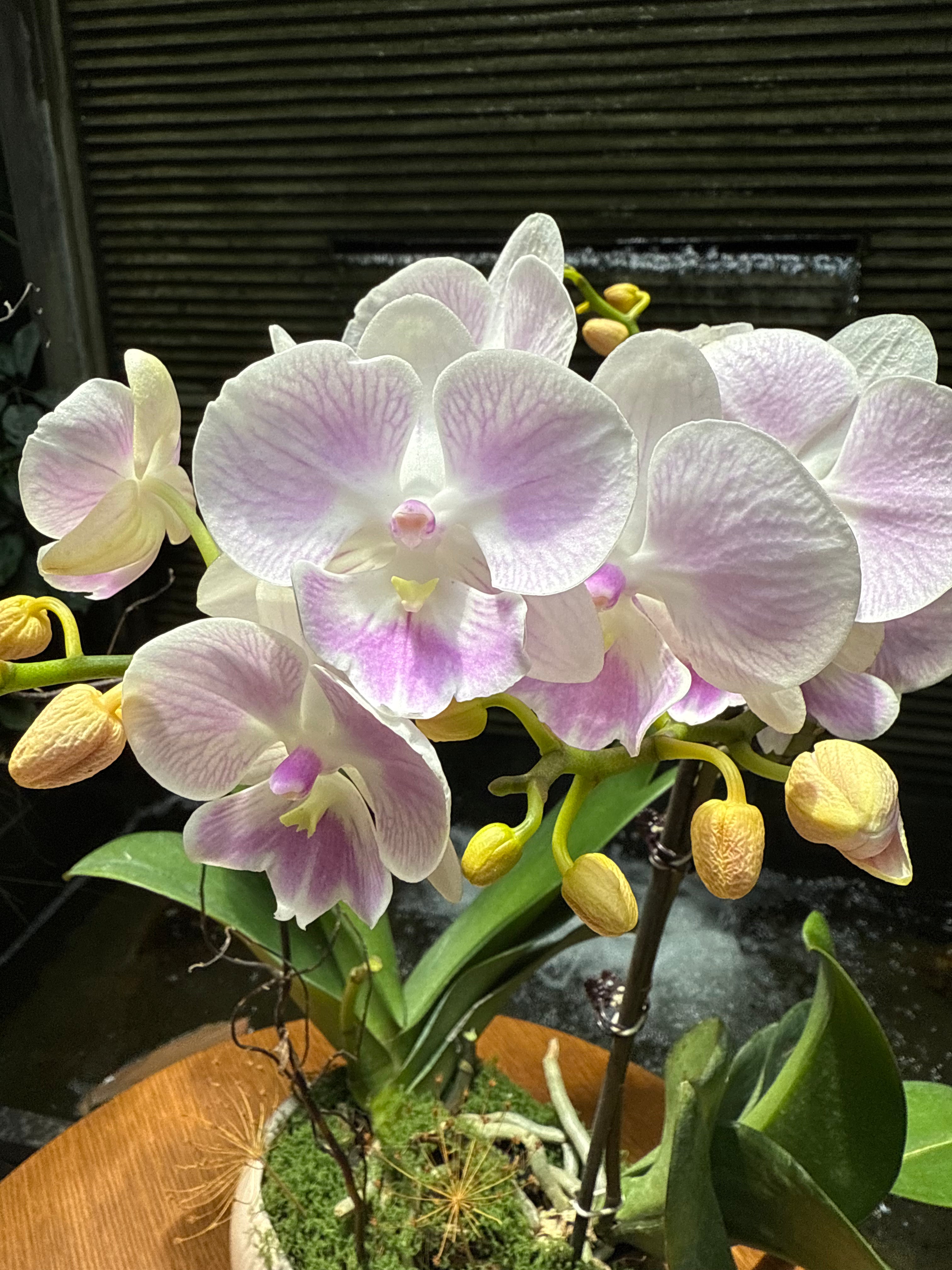 Phalaenopsis - 1 Pot 1magnolialane