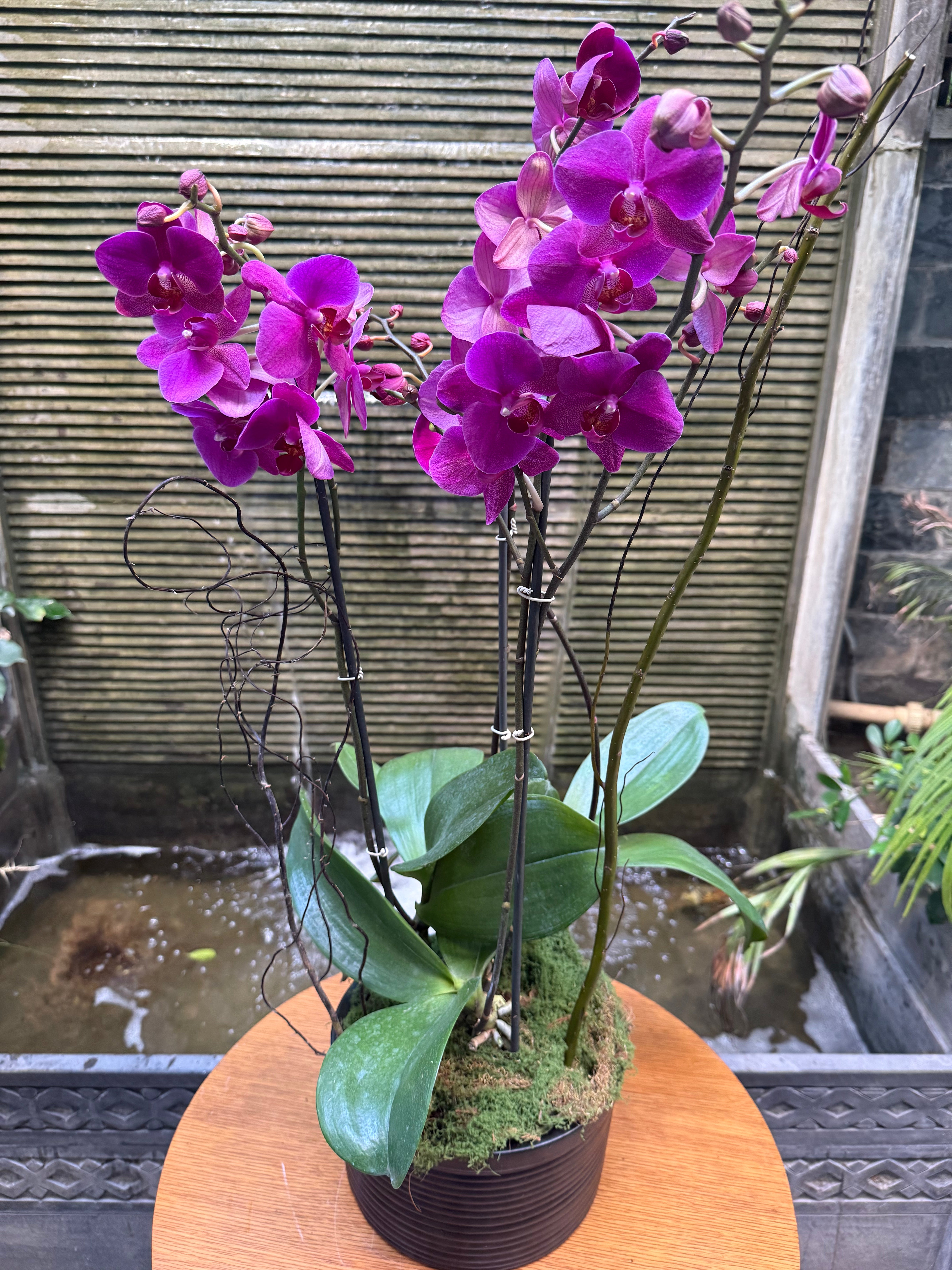 Phalaenopsis Orchid Pots - Subscription 1magnolialane