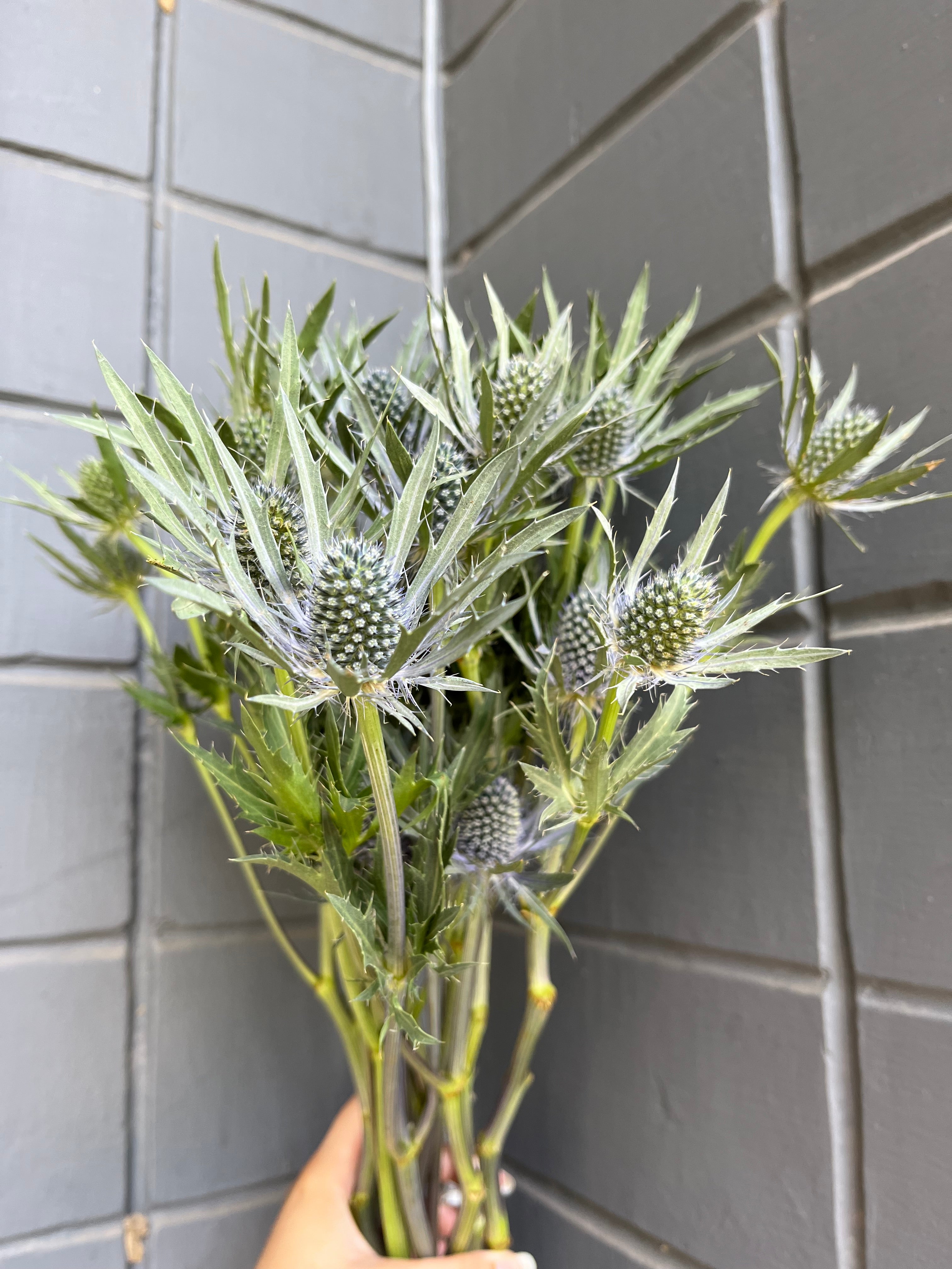 Eryngium