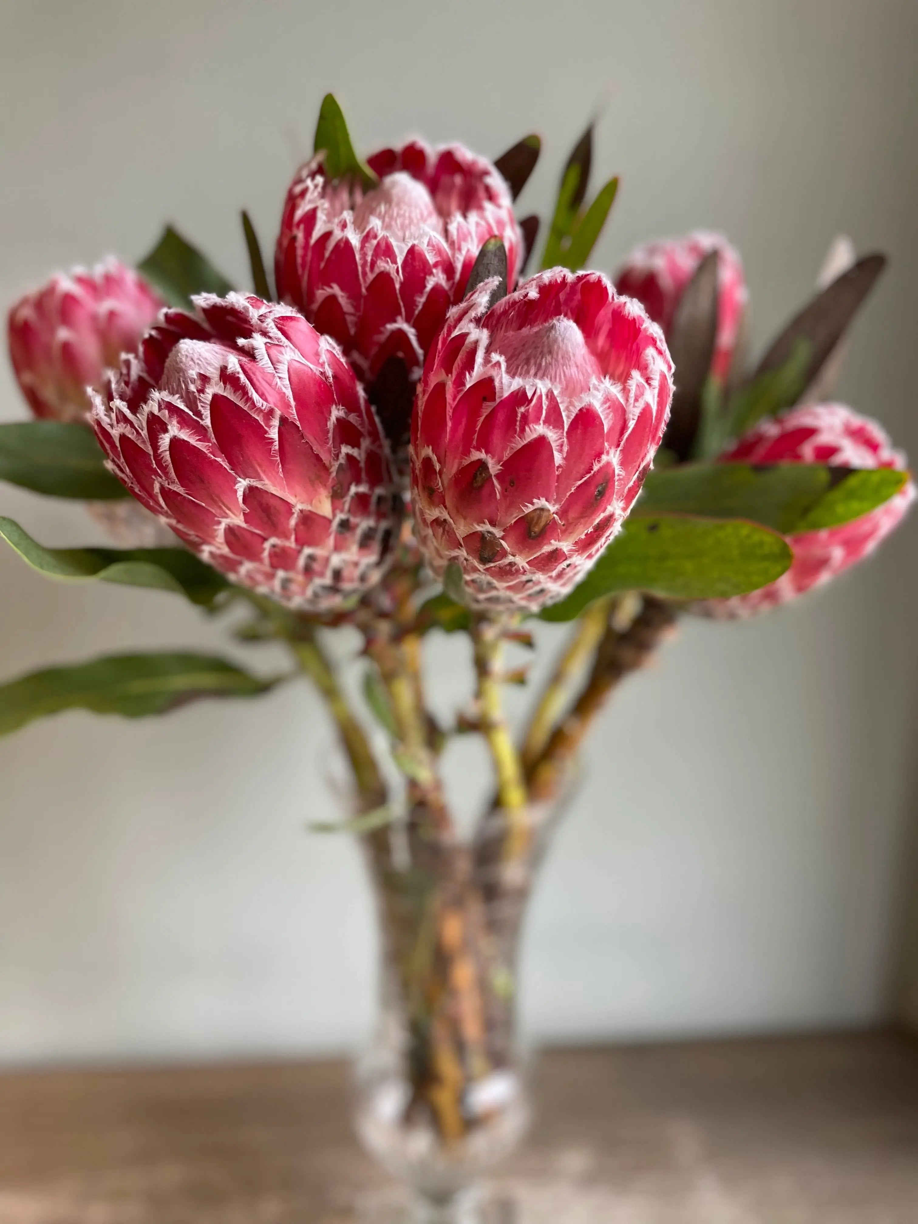 Queen Protea 1magnolialane