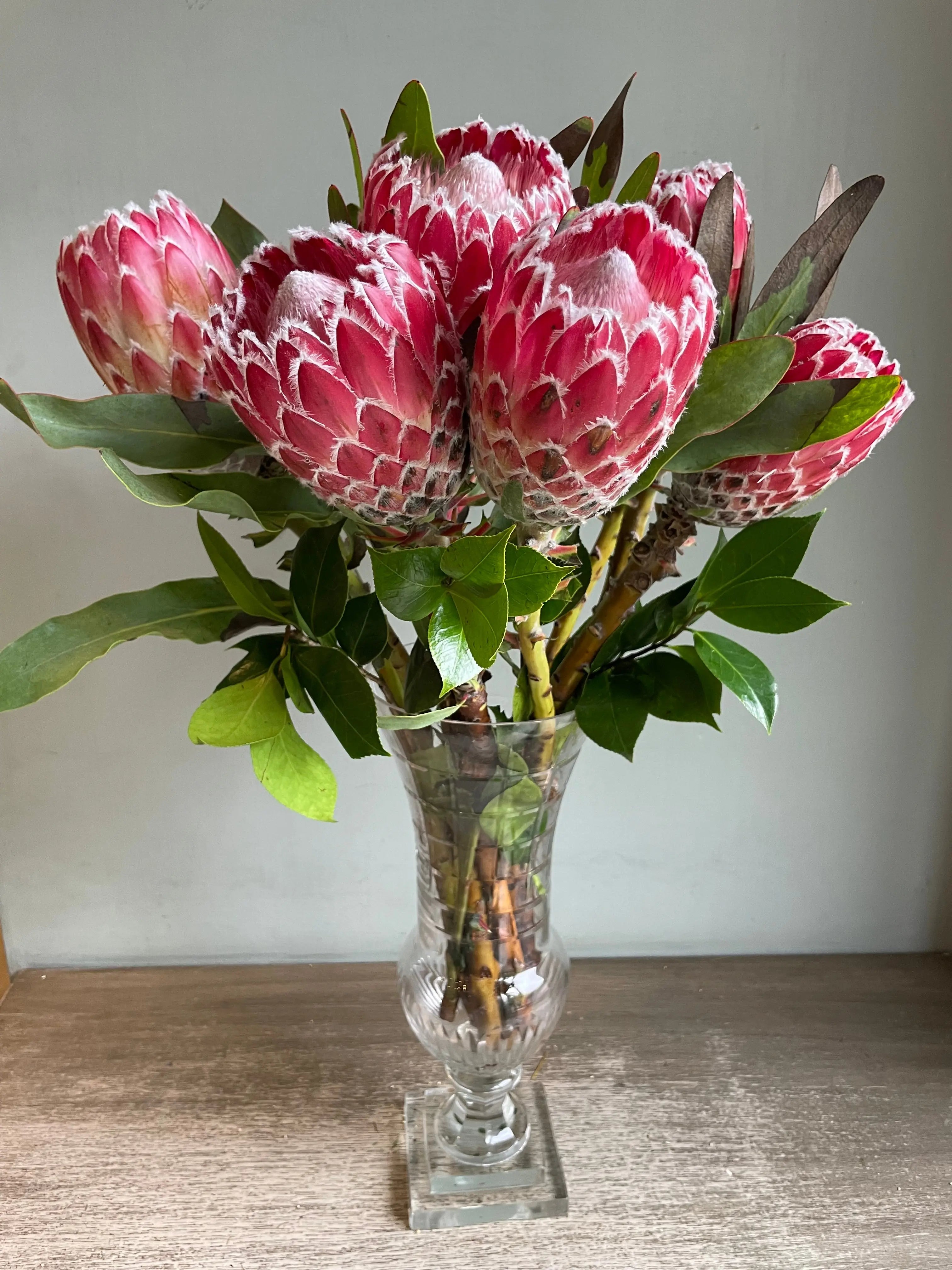 Queen Protea 1magnolialane